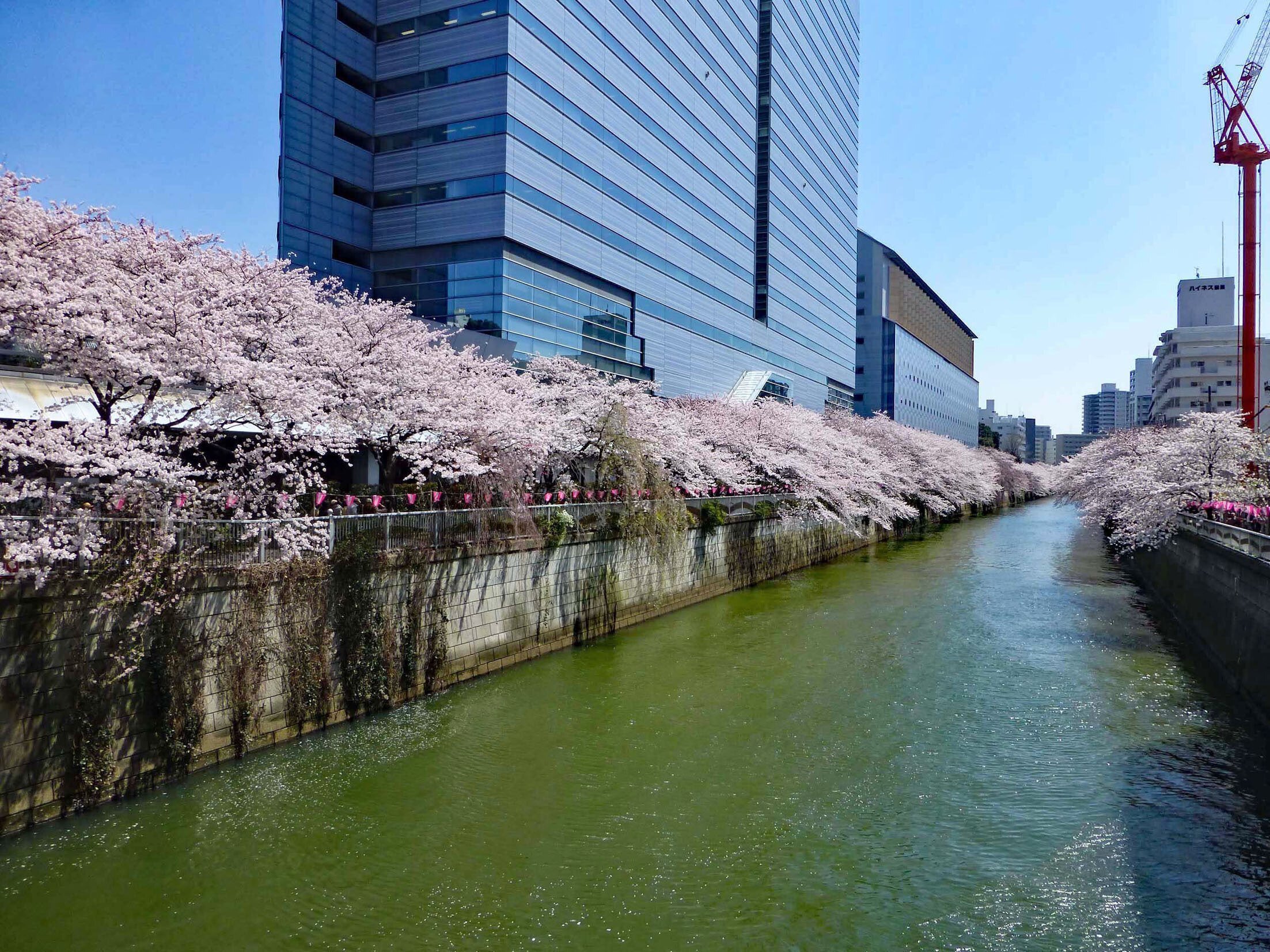 桜！ さくら！ サクラ！｜Hiroshi Kawajiri