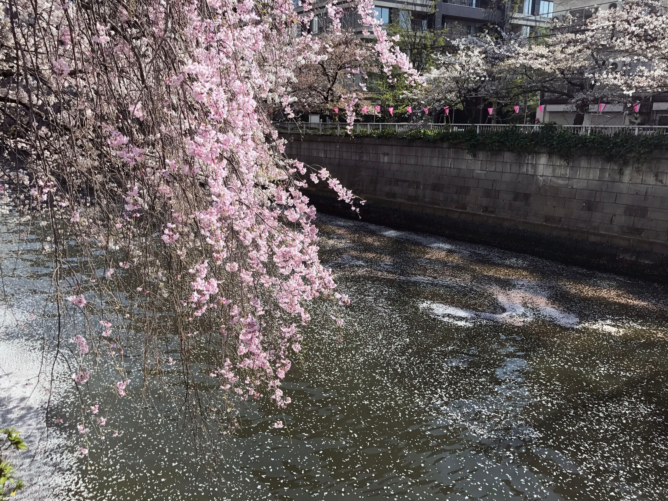 桜！ さくら！ サクラ！｜Hiroshi Kawajiri