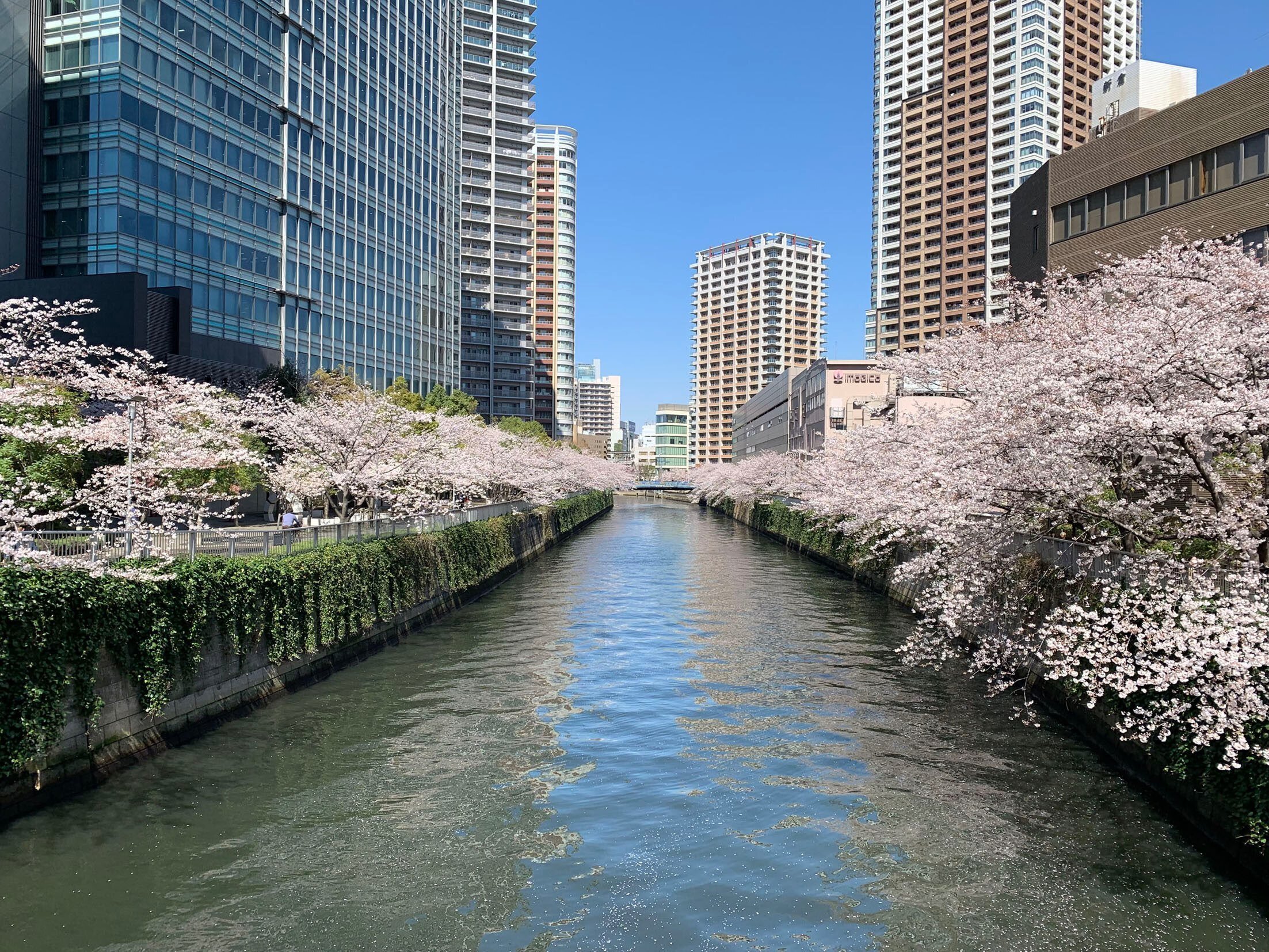 桜！ さくら！ サクラ！｜Hiroshi Kawajiri