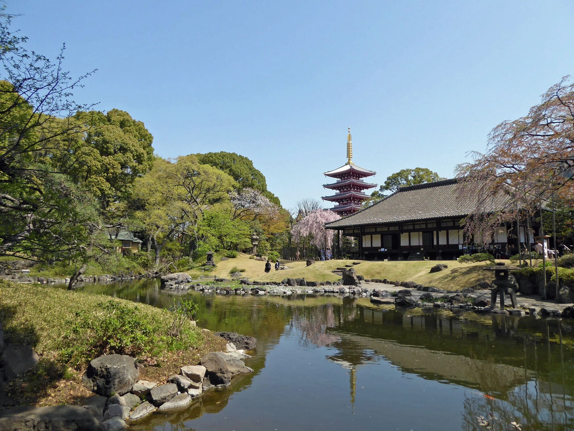 桜！ さくら！ サクラ！｜Hiroshi Kawajiri