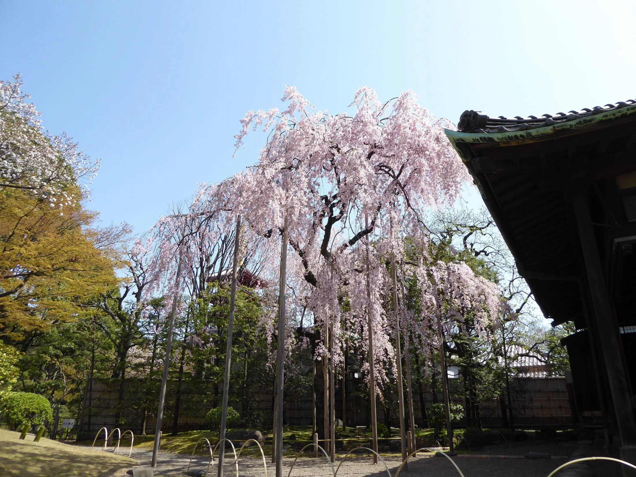 桜！ さくら！ サクラ！｜Hiroshi Kawajiri