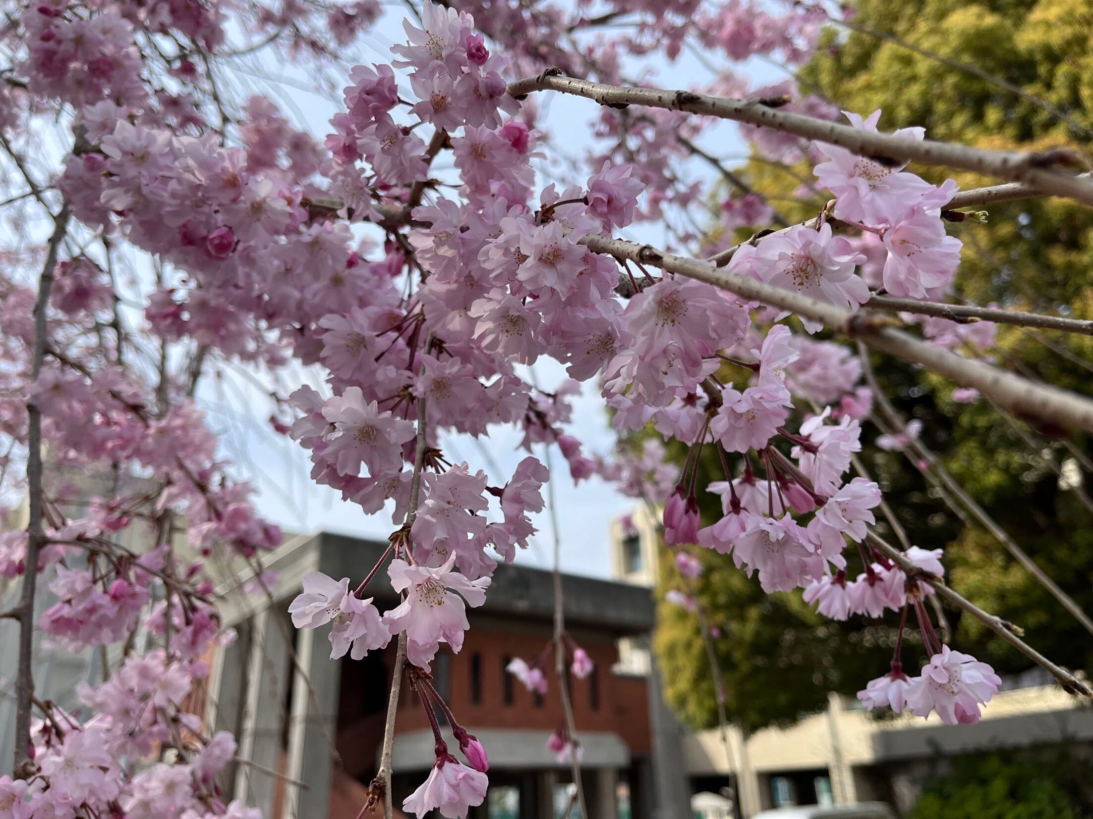 桜！ さくら！ サクラ！｜Hiroshi Kawajiri