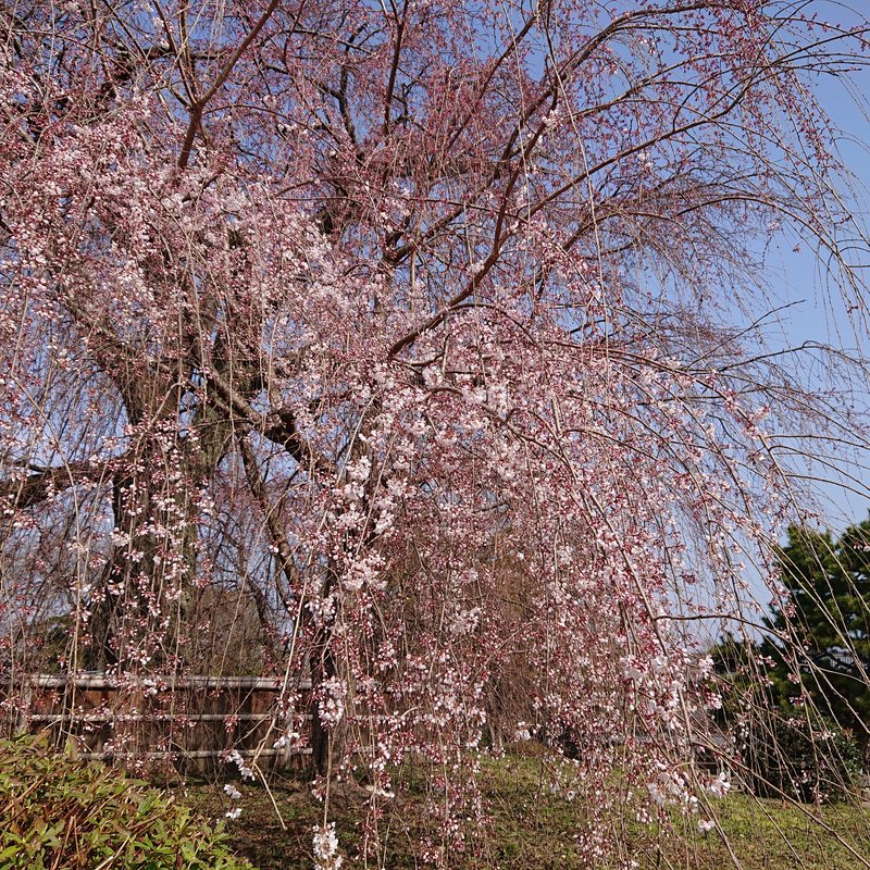 これは先月3月下旬の京都、円山公園にある桜。この時は咲き始めたばかりでした。それでも、全体的にピンクで、「あっやっぱり桜の季節はいいな」なんて思いました😊