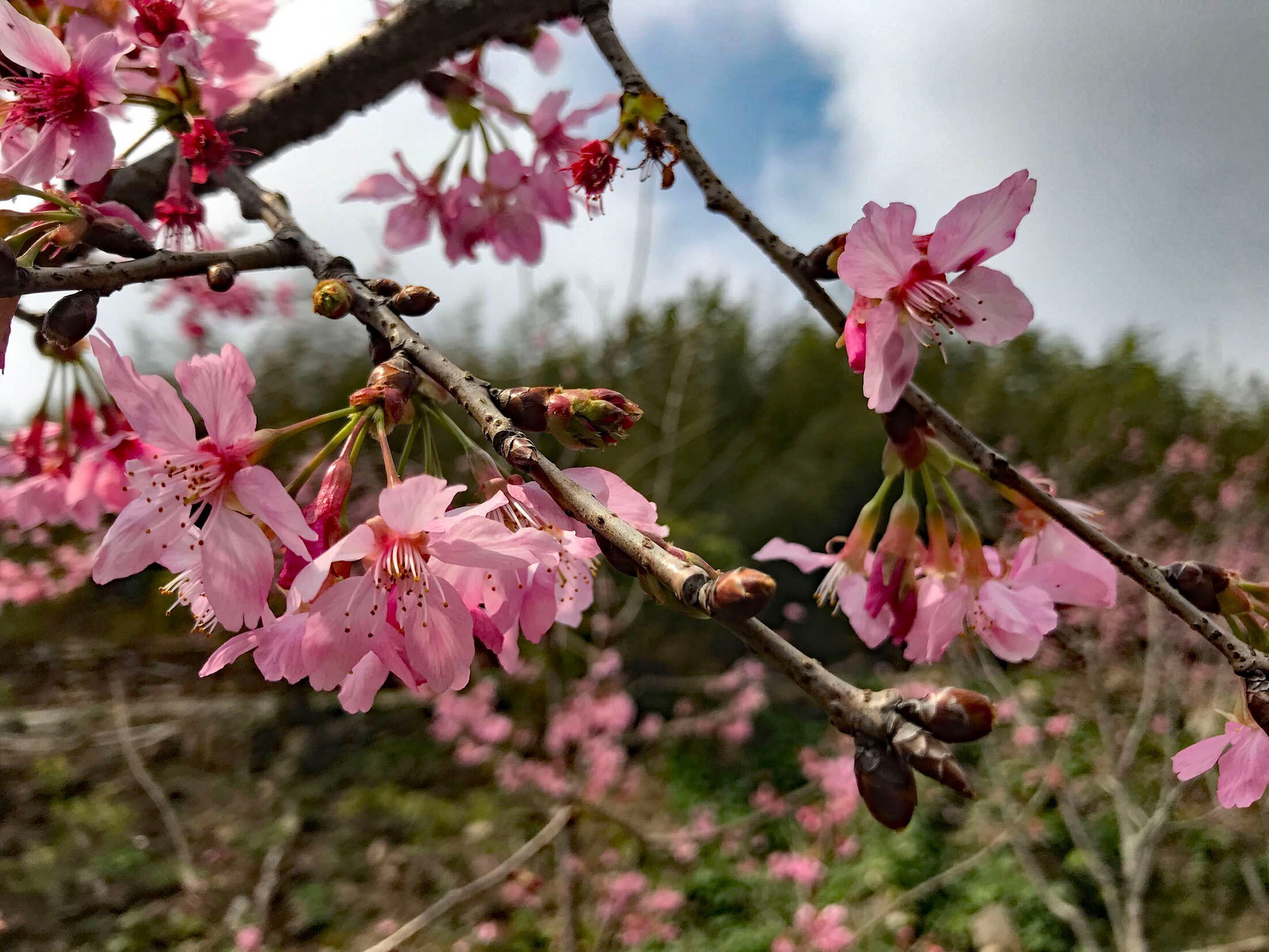 桜！ さくら！ サクラ！｜Hiroshi Kawajiri