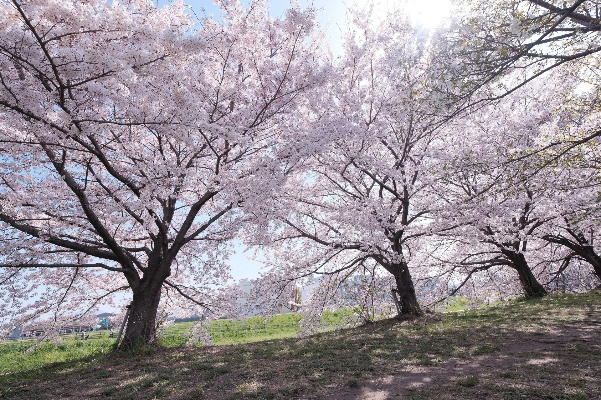 桜 超広角レンズで桜を浴びる｜ハタモト