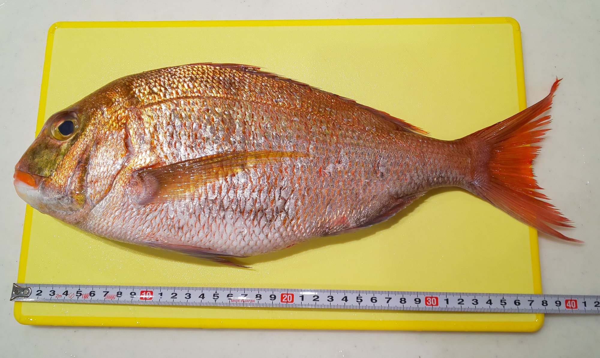 おうちで新鮮なお刺身を食べませんか 愛川真白 あいかわましろ Note おうちで新鮮なお刺身を食べませんか 愛川真白 あいかわましろ Note