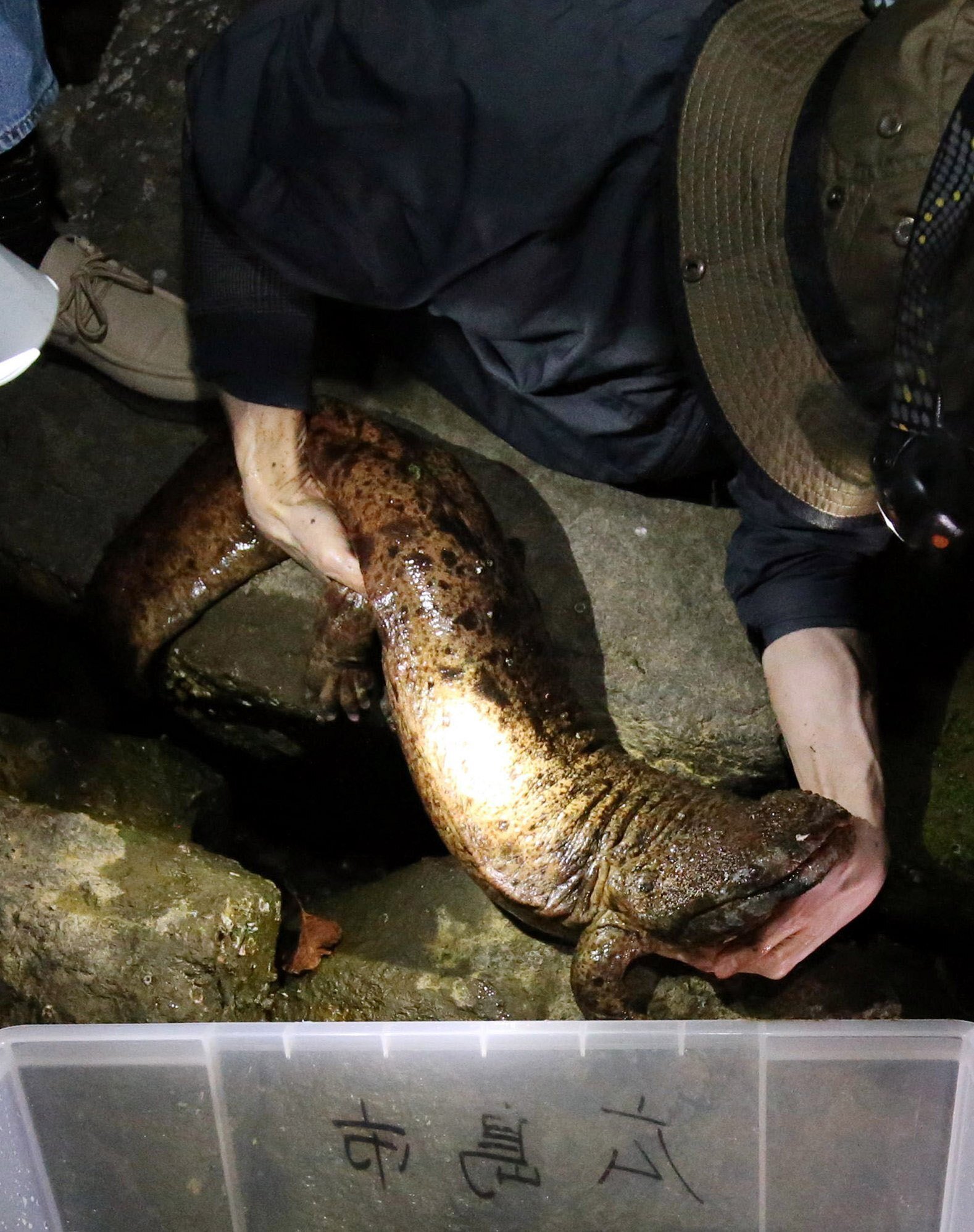 原爆ドーム近くでオオサンショウウオの 救出劇 立ち会った記者は 干からびたらどうしよう 中国新聞u35 Note 原爆ドーム近くでオオサンショウウオの 救出劇 立ち会った記者は 干からびたらどうしよう 中国新聞u35 Note