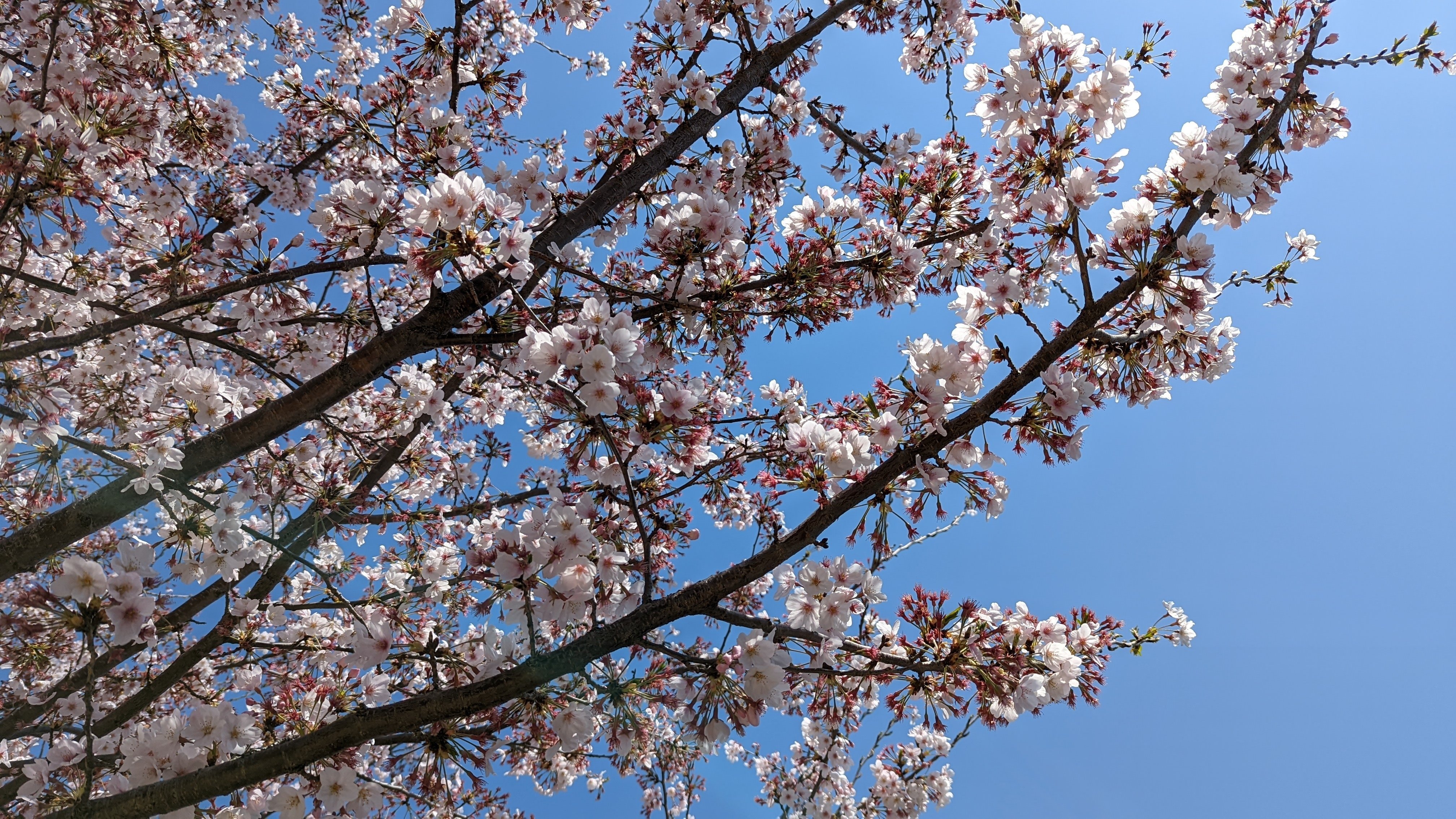 花を愛でるおじさん Oheavenus Note