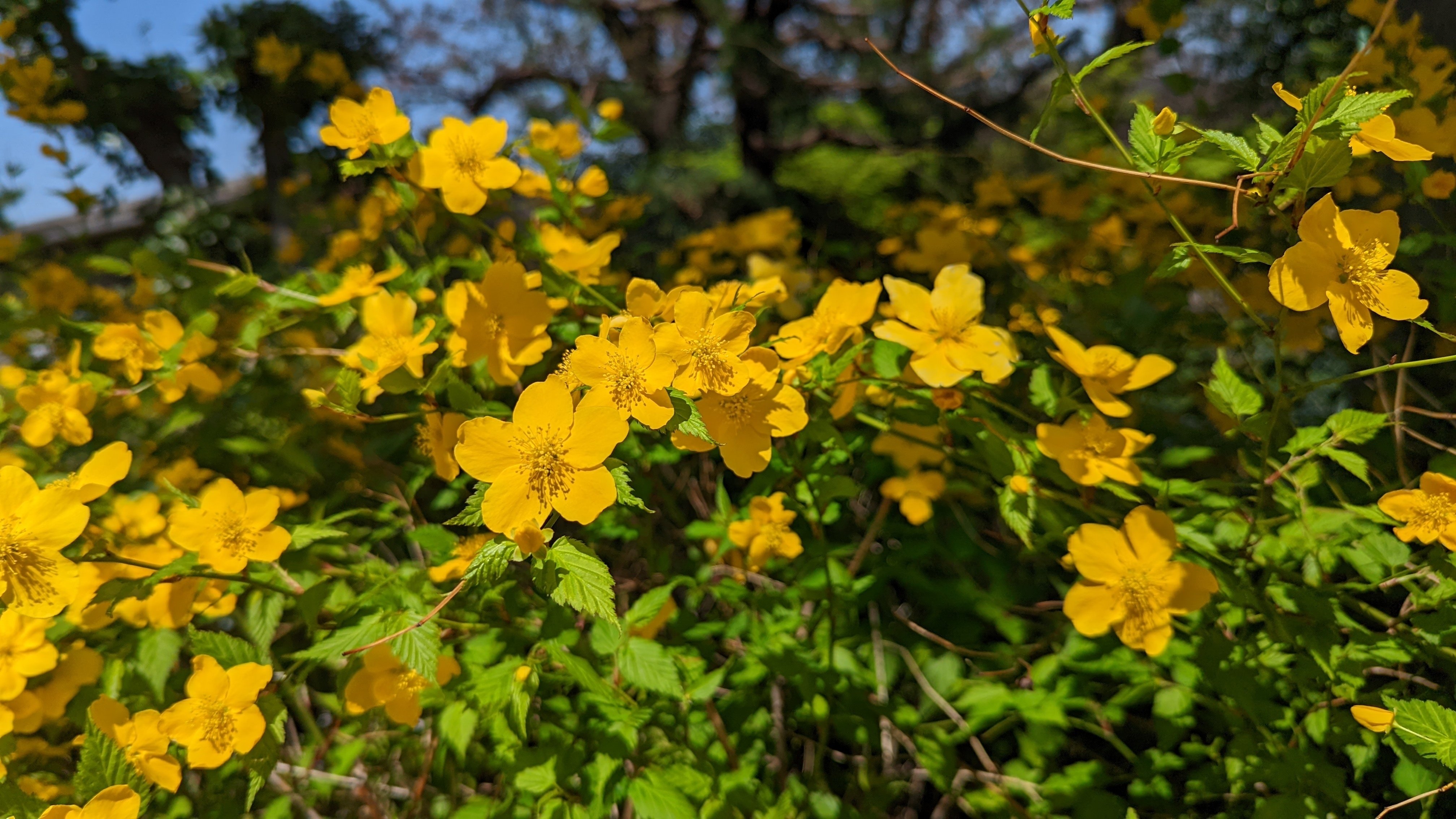 花を愛でるおじさん Oheavenus Note