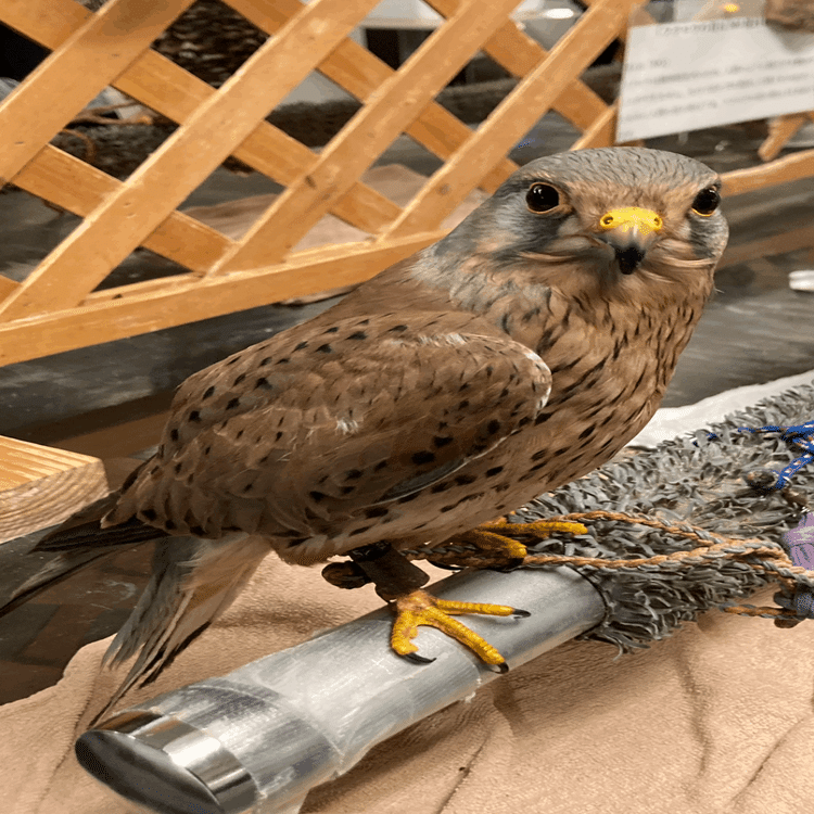 気になる生態 37 崖っぷちの生活 チョウゲンボウ ちーた Note