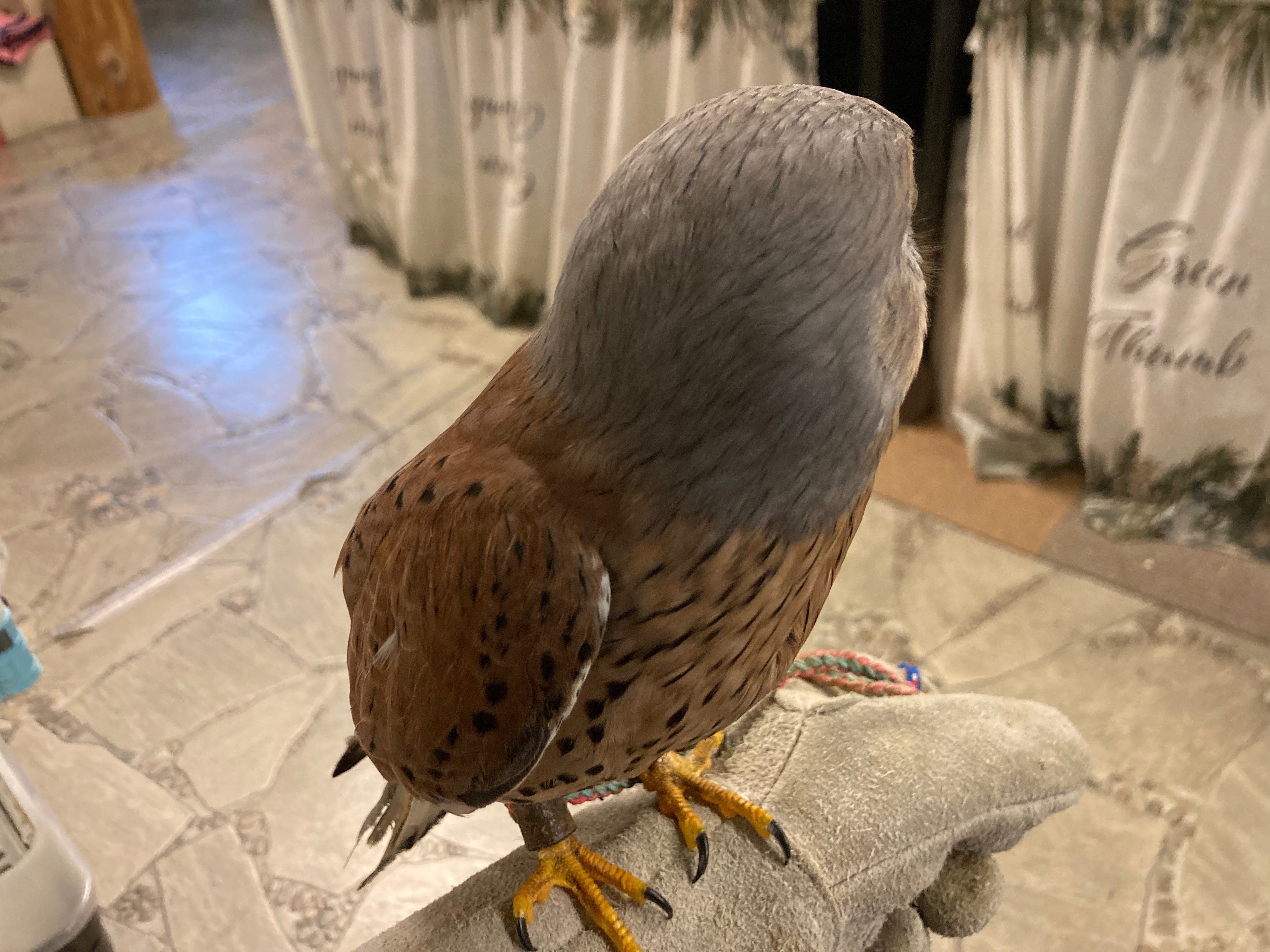 チョウゲンボウ　木彫りの野鳥　　　野鳥彫刻　リアルバードカービング バードカービング 木彫りの鳥 『チョウゲンボウ』