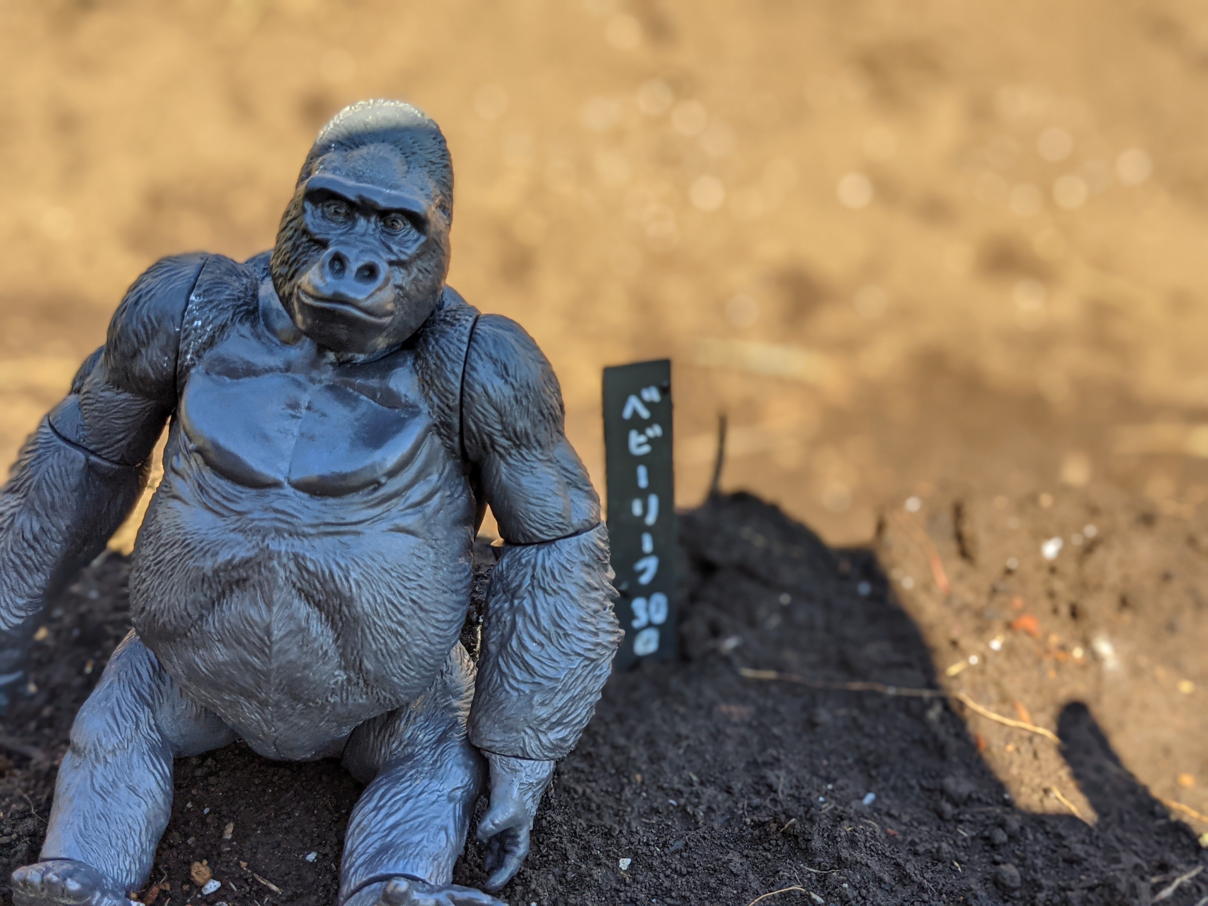 ゴリラ農園 種まき編｜gorillaz555