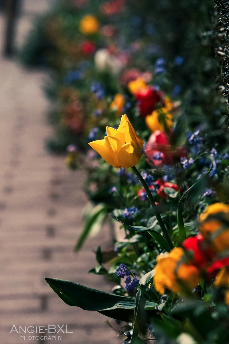 住宅の垣根に沿って植えられた花々