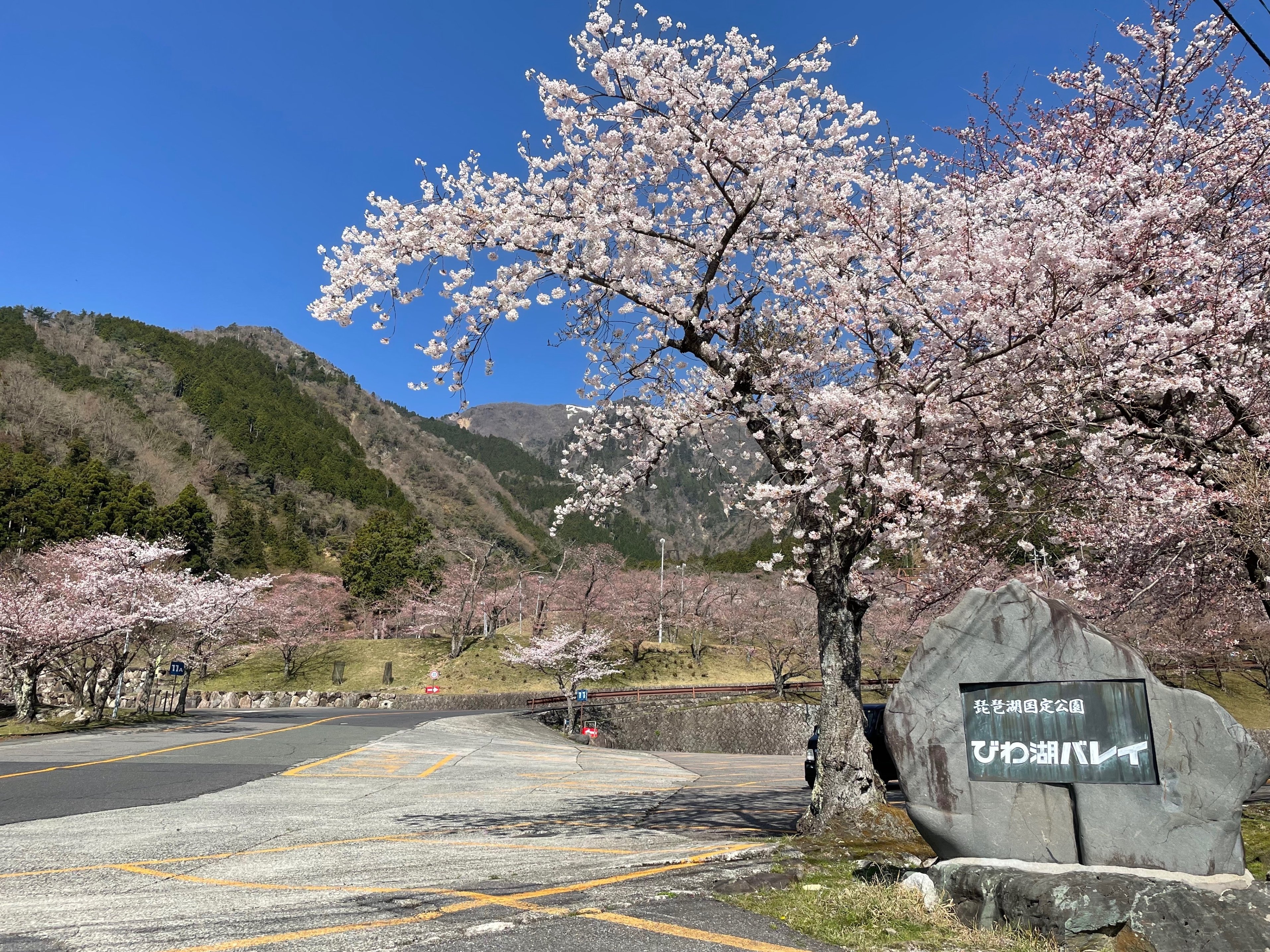桜 グルメライド 琵琶湖畔 Dr Kano Note
