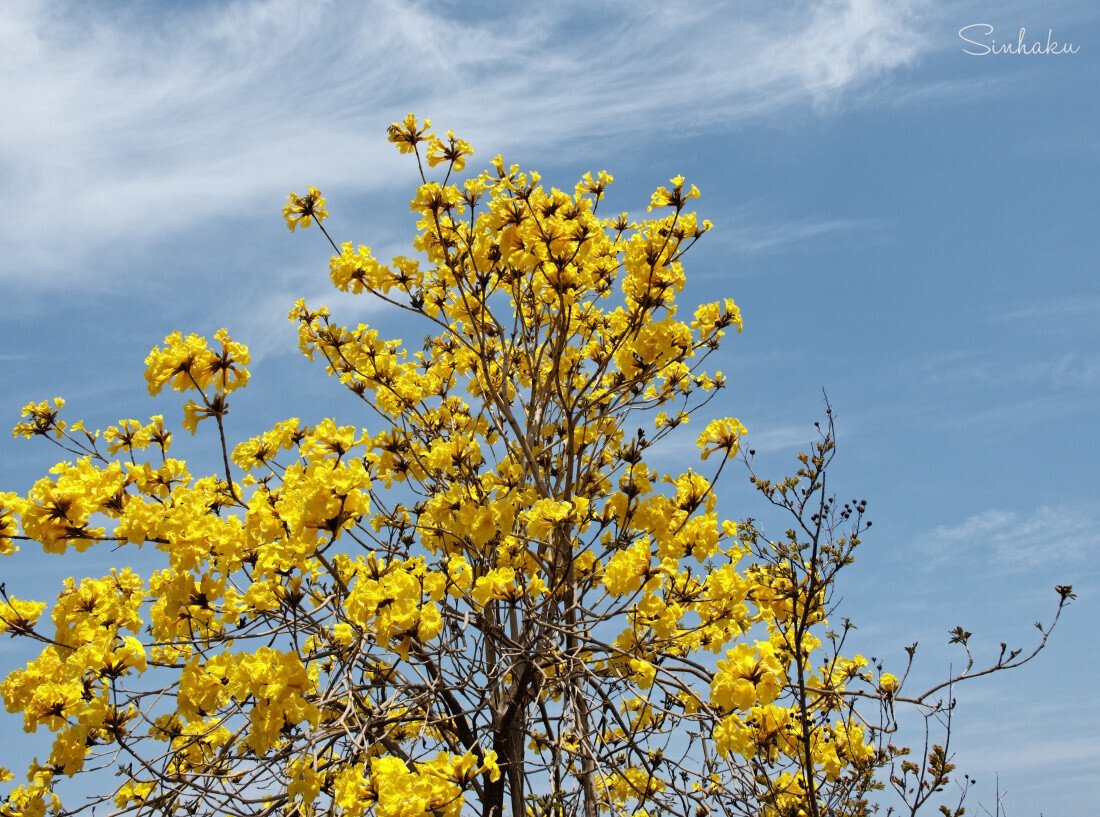 イペー苗（黄花イペー） 10本 黄花 イペイの木 5寸鉢植え イペーの木