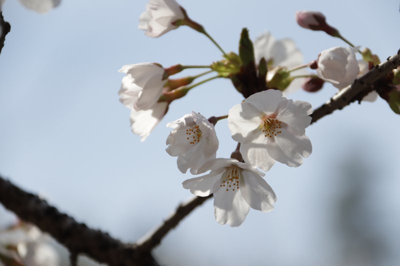 ４月最初の土曜日、山口県周南市鹿野地域の桜です。