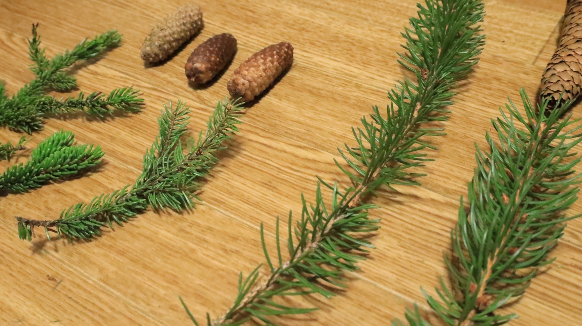 蒸留日記vol 22 ドイツトウヒ蒸留に再戦を挑む エフゲニーマエダ 平成林業 Note 蒸留日記vol 22 ドイツトウヒ蒸留に再戦を挑む エフゲニーマエダ 平成林業 Note