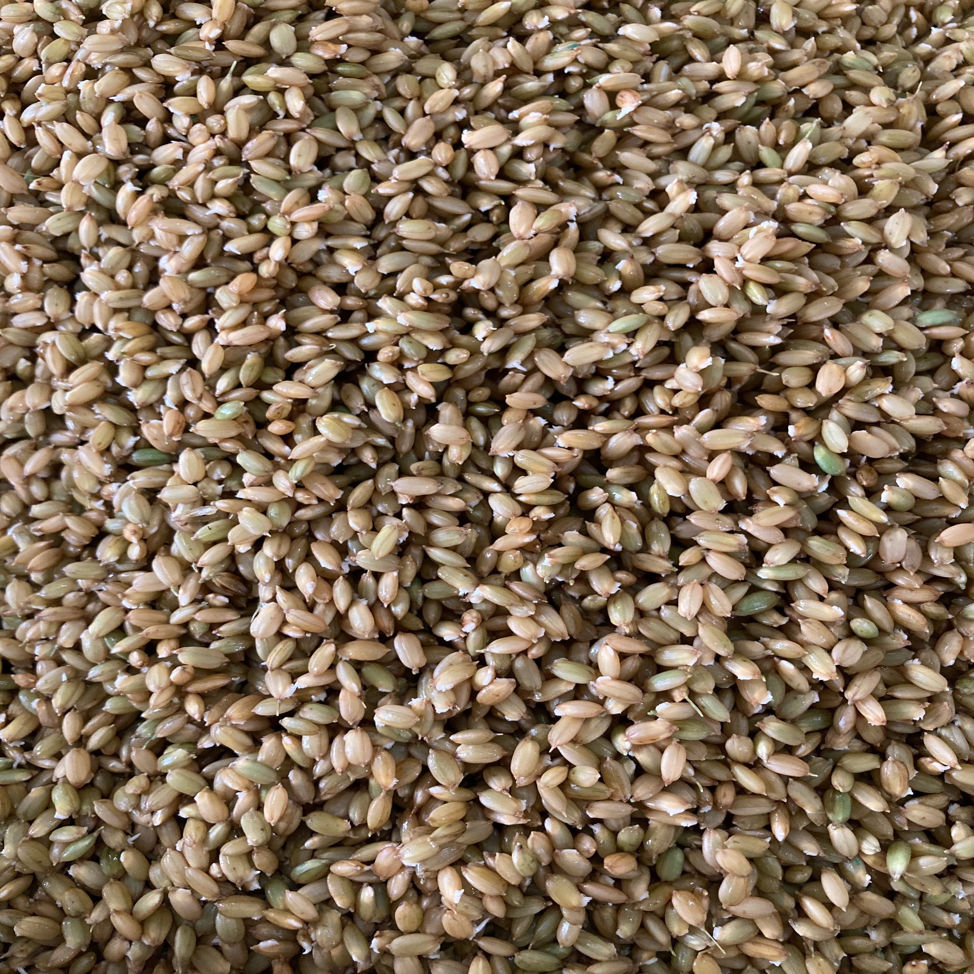 13キロ 1500箱 お疲れ様です 稲ほ舎 Note