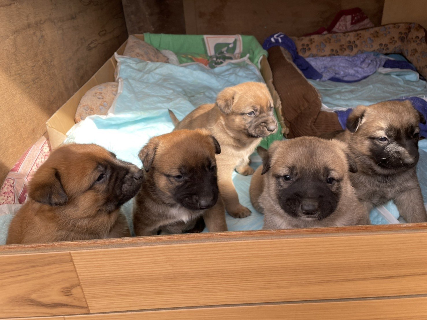 里親募集中の子犬たちです トライアル準備中です 犬の命を守る会 わんわんライフ Note