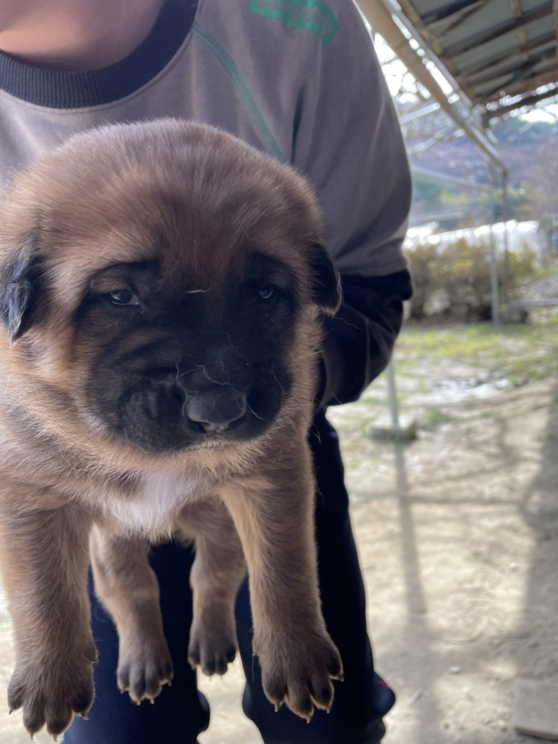 里親募集中の子犬たちです トライアル準備中です 犬の命を守る会 わんわんライフ Note