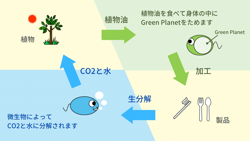 グリーンプラネットの特徴をまとめた図です。グリーンプラネットは植物油を原料に微生物の力でつくられるポリマーです。微生物の力によって水と二酸化炭素に分解される、生分解性をもったポリマーです。分解されたCO2と水はやがて植物となって、循環していきます。