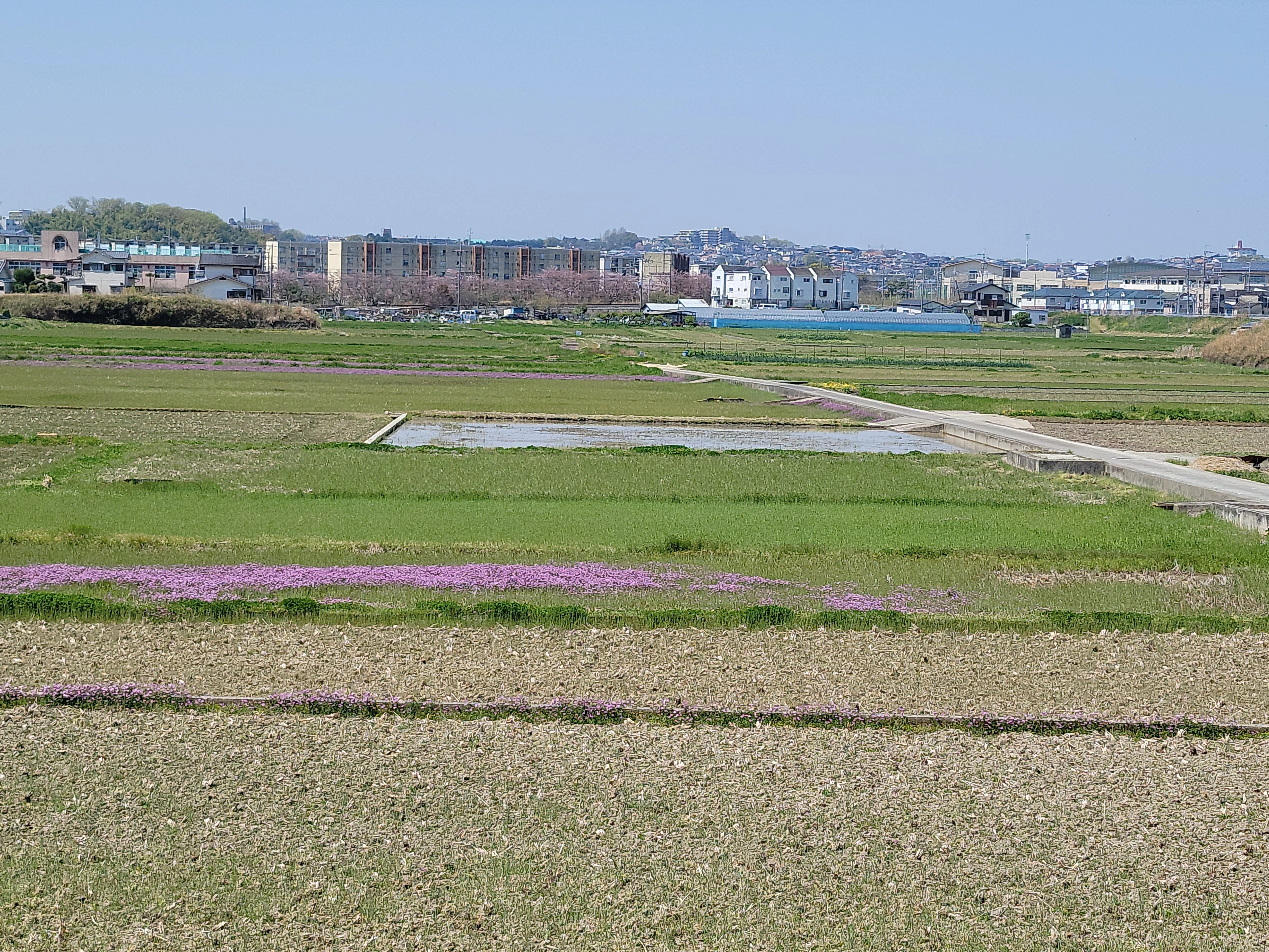 交野市郡津のれんげ畑 2022年｜第二京阪、学研都市線紹介
