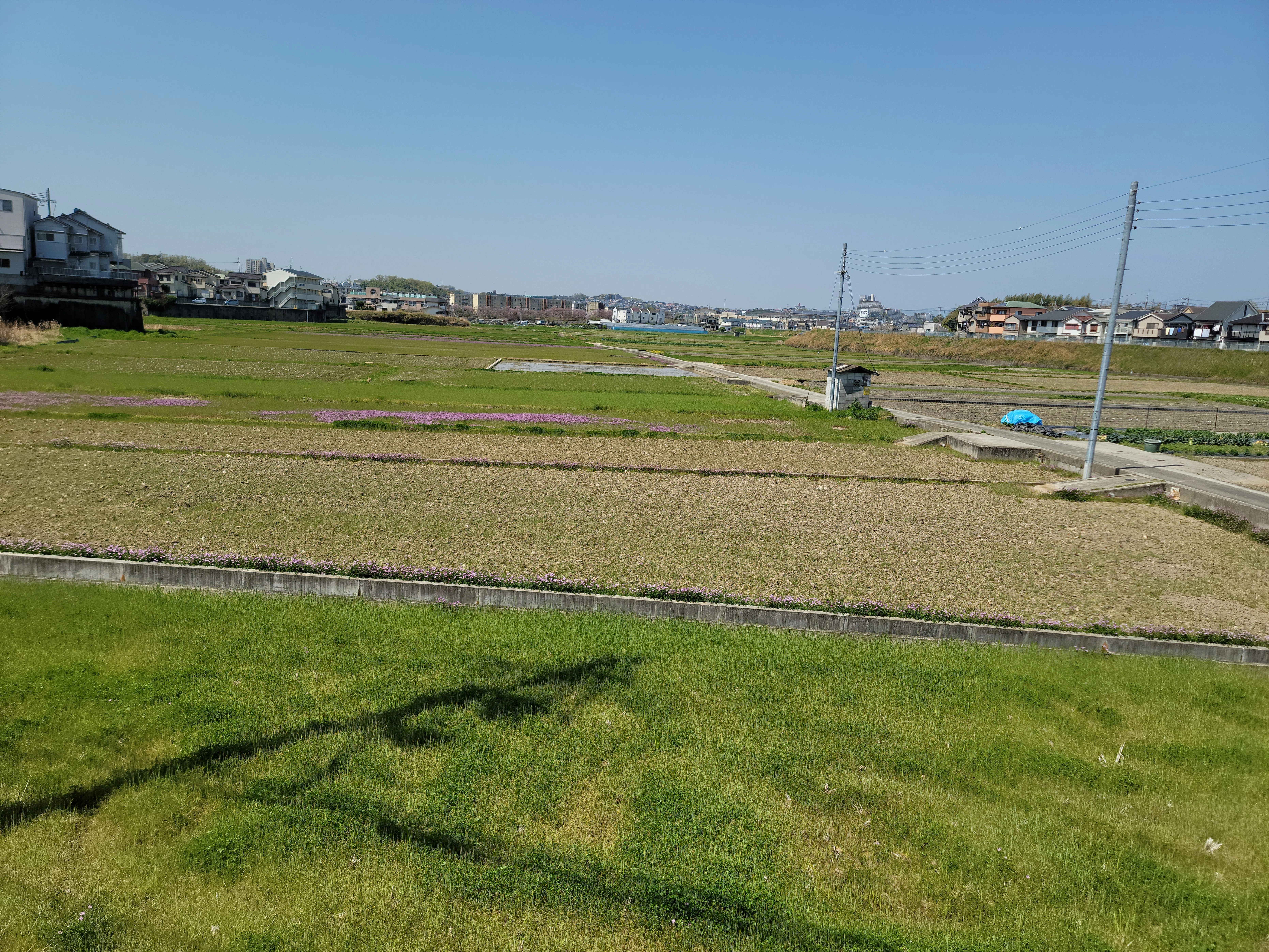交野市郡津のれんげ畑 2022年｜第二京阪、学研都市線紹介