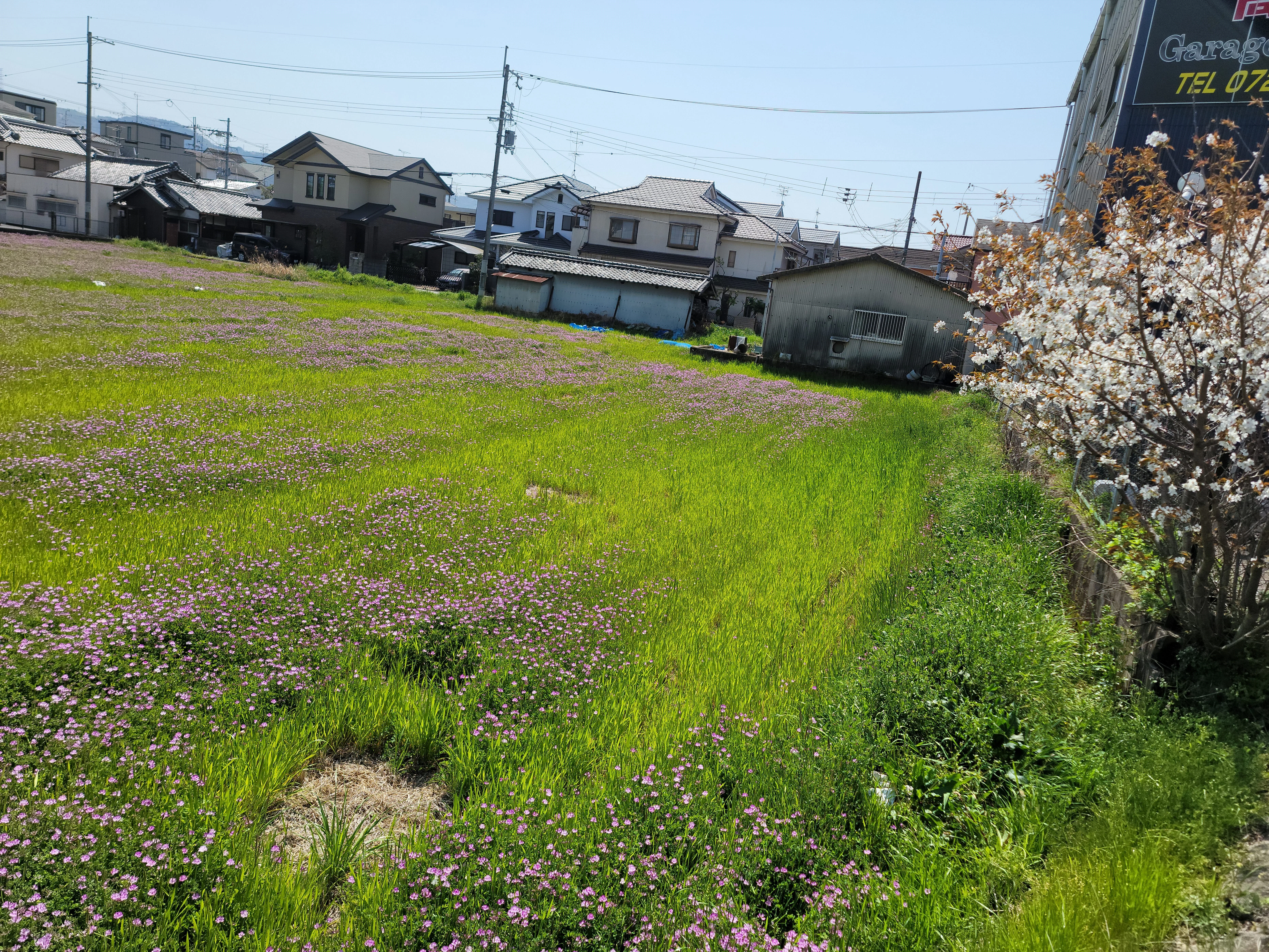 交野市郡津のれんげ畑 2022年｜第二京阪、学研都市線紹介