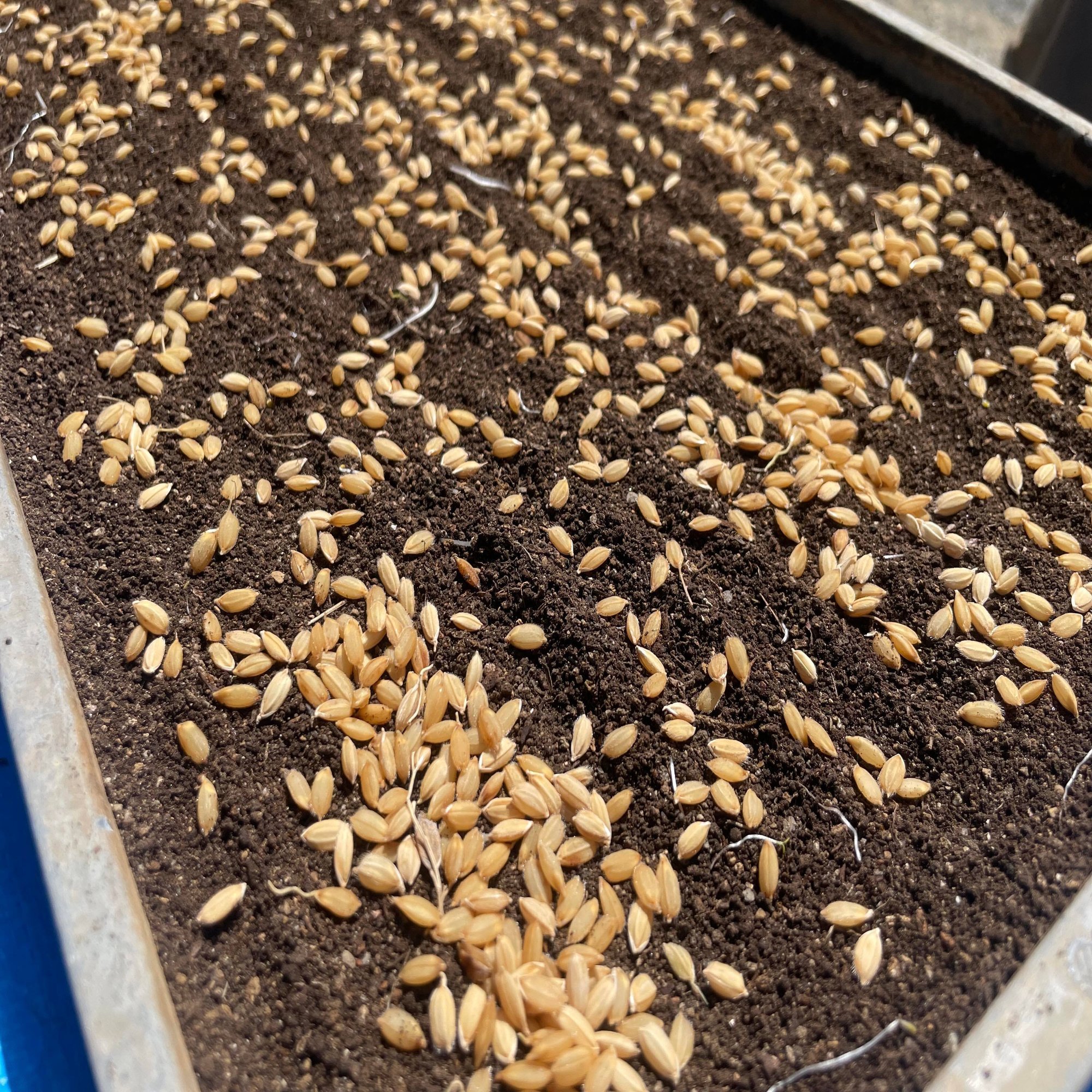 一汁一菜の宿 ちゃぶダイニング のお米づくり 苗づくり編vol 1 種もみおろし 一汁一菜研究所 Note