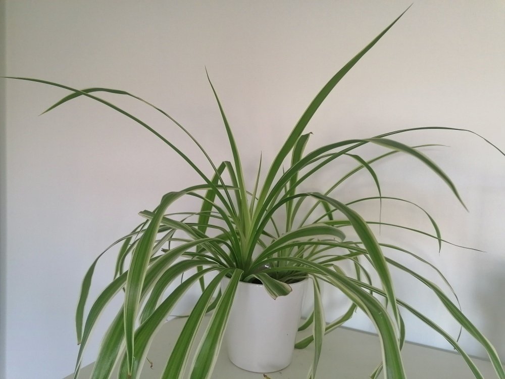 観葉植物 オリヅルランの花が咲いた Kan Note