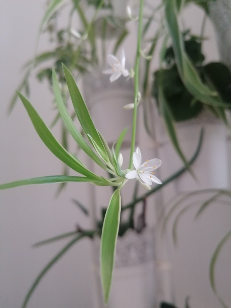 観葉植物 オリヅルランの花が咲いた Kan Note