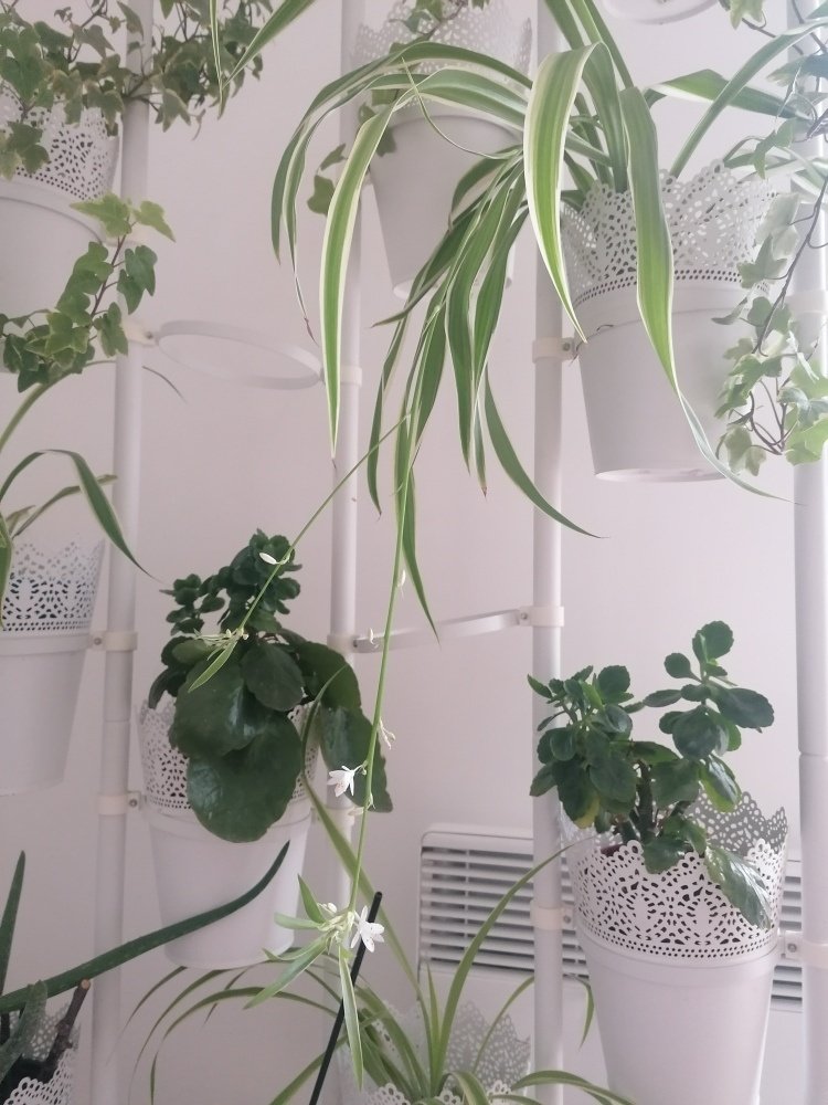 観葉植物 オリヅルランの花が咲いた Kan Note