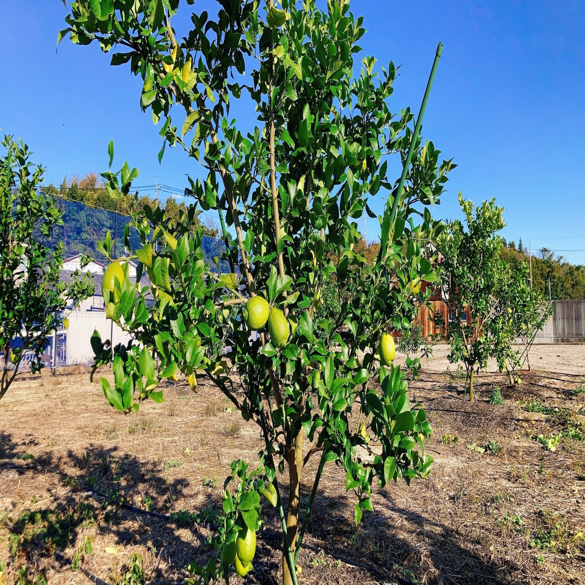 レモン農家の先輩たちに助けられ いざ 初植えから初収穫へ 自社レモン農園ができるまで 後編 ポッカサッポロ