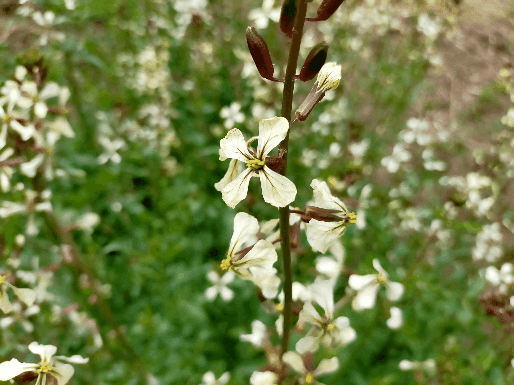ルッコラの胡麻和え は胡麻和え界の4番打者である 唐崎翔太 島旅農園 ほとり Note ルッコラの胡麻和え は胡麻和え界の4番打者である 唐崎翔太 島旅農園 ほとり Note