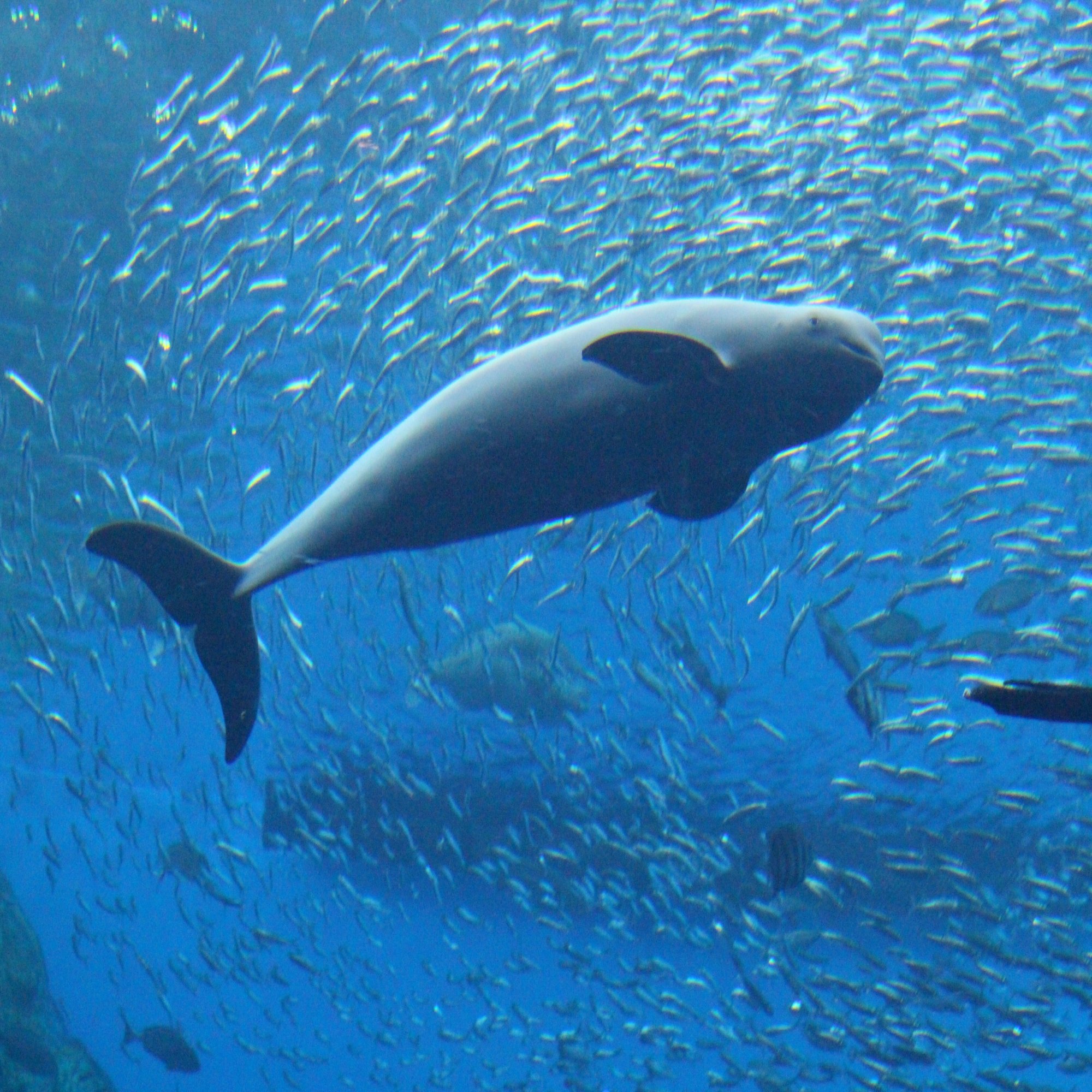飼育の日企画 パフォーマンスチームのお仕事を知ろう 仙台うみの杜水族館