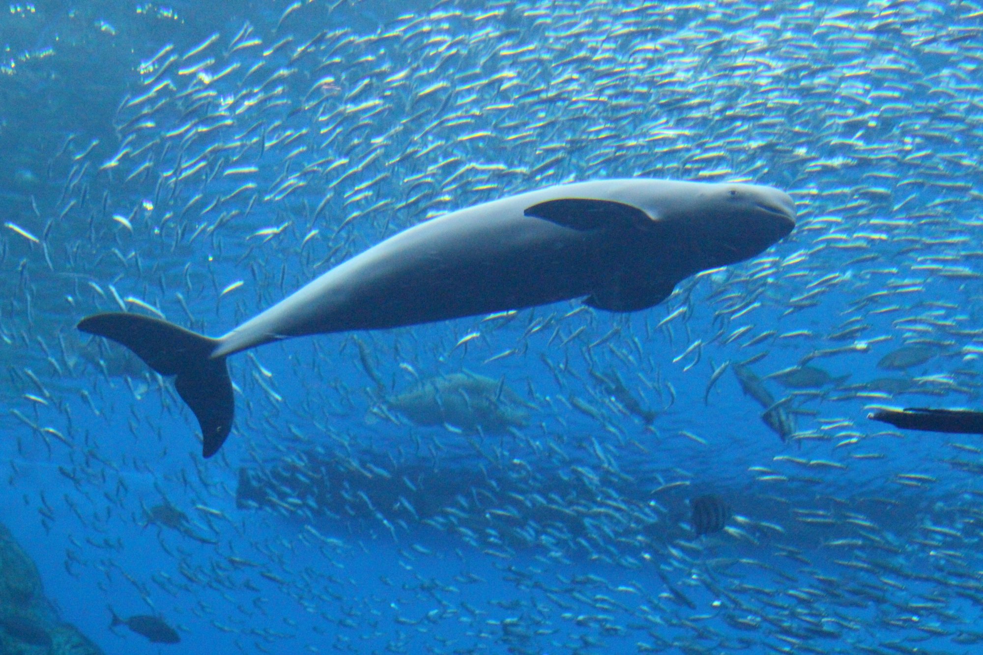 飼育の日企画 パフォーマンスチームのお仕事を知ろう 仙台うみの杜水族館 飼育の日企画 パフォーマンスチームのお仕事を知ろう 仙台うみの杜水族館