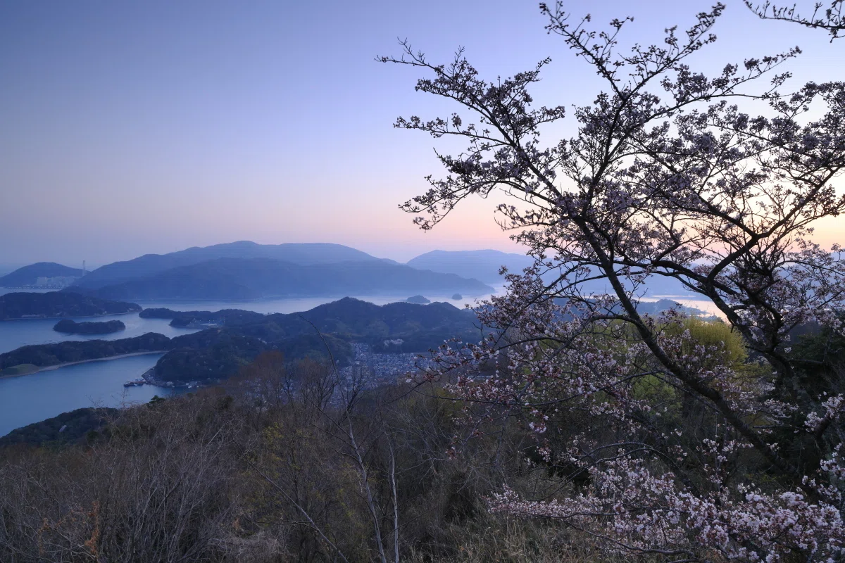 舞鶴の桜 五老ヶ岳の夜明け桜 Windcall Note