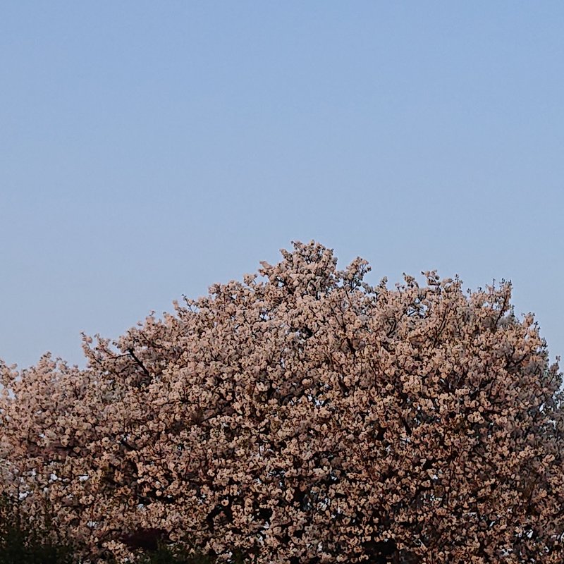 まわりの桜は散り終わっているのに、この桜は遅く満開中。遠目にも大きく、立派な姿をしていました。春もそろそろおわりですね。