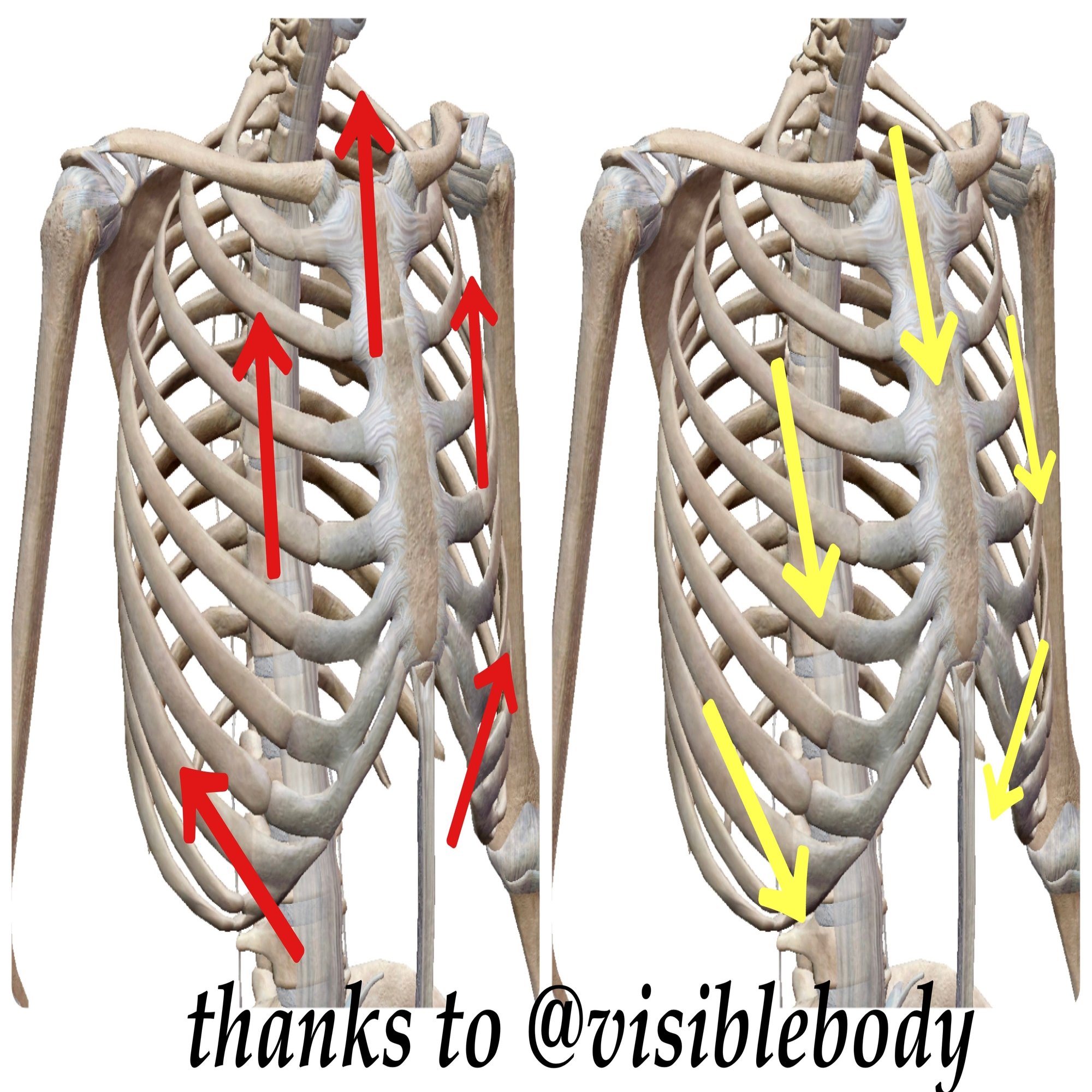 インクラインベンチプレスで大胸筋上部を鍛えたいなら知っておきたいポイント 倉田勇樹 パーソナルトレーナー Note