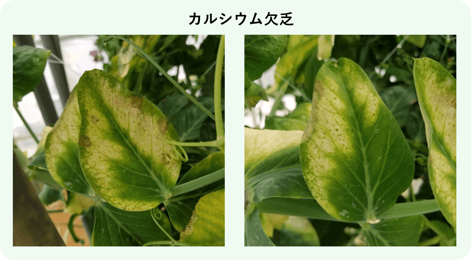 スナップエンドウ 葉が黄色い カルシウム欠乏 ミライ菜園 Note スナップエンドウ 葉が黄色い カルシウム欠乏 ミライ菜園 Note