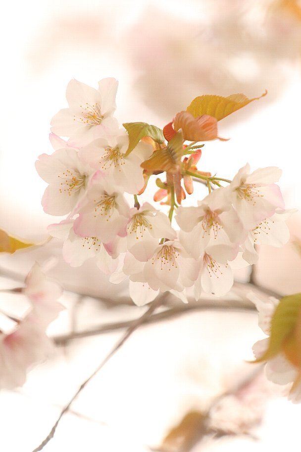 桜(サクラ)。
