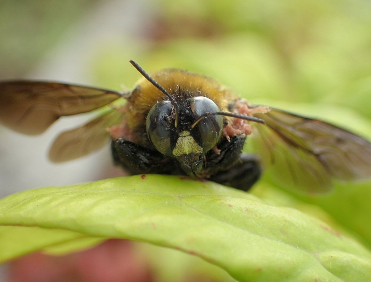 じいちゃんの小さな博物記 クマさんのパーティーグッズ クマバチ ポプラ社 こどもの本編集部 Note じいちゃんの小さな博物記 クマさんのパーティーグッズ クマバチ ポプラ社 こどもの本編集部 Note