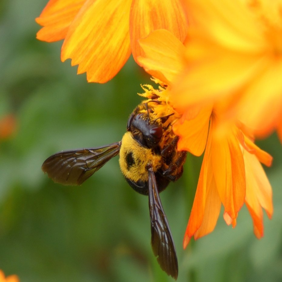 じいちゃんの小さな博物記 クマさんのパーティーグッズ クマバチ ポプラ社 こどもの本編集部 Note