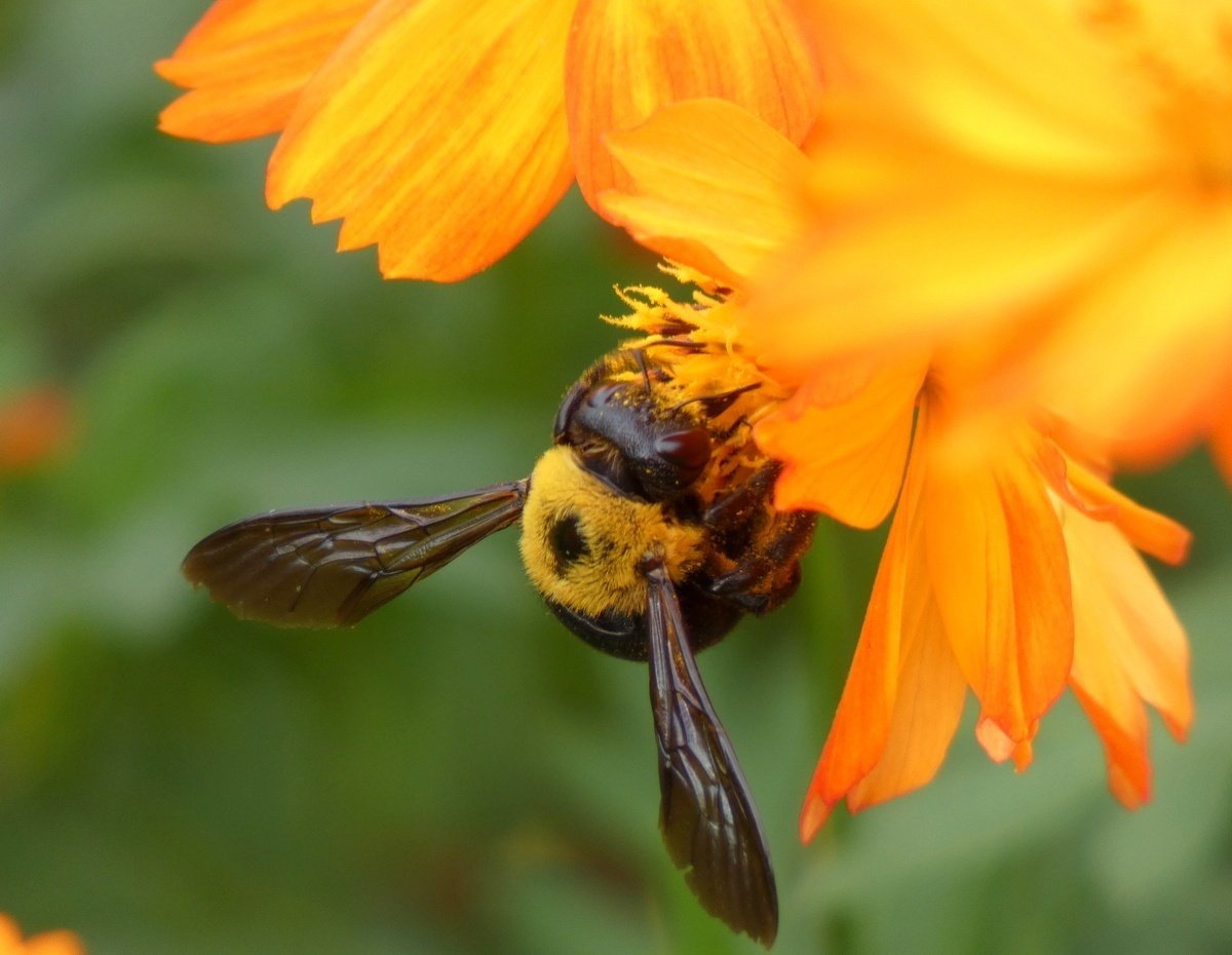 じいちゃんの小さな博物記 クマさんのパーティーグッズ クマバチ ポプラ社 こどもの本編集部 Note じいちゃんの小さな博物記 クマさんのパーティーグッズ クマバチ ポプラ社 こどもの本編集部 Note