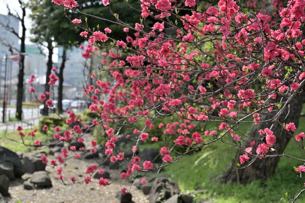 東京さんぽ／2022年4月 増上寺～芝公園 #3｜mitsuki sora