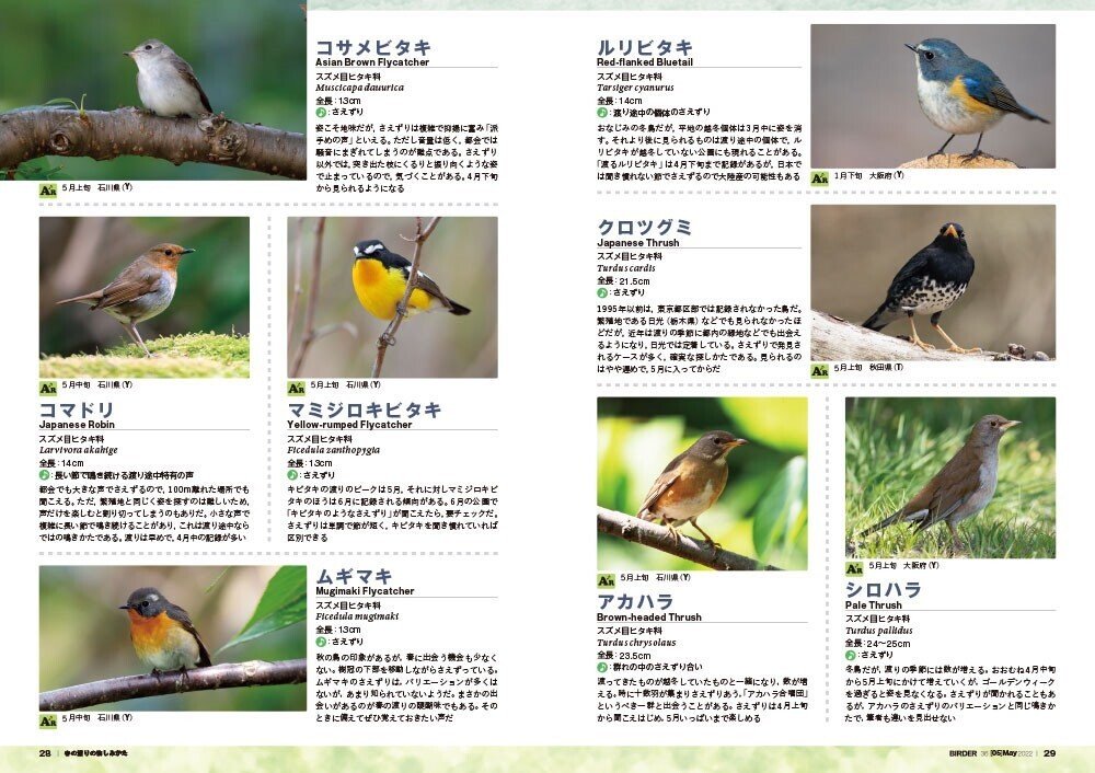 BIRDS 鳥 山本常一 作品集（江戸の卓越した博物画から美麗な鳥