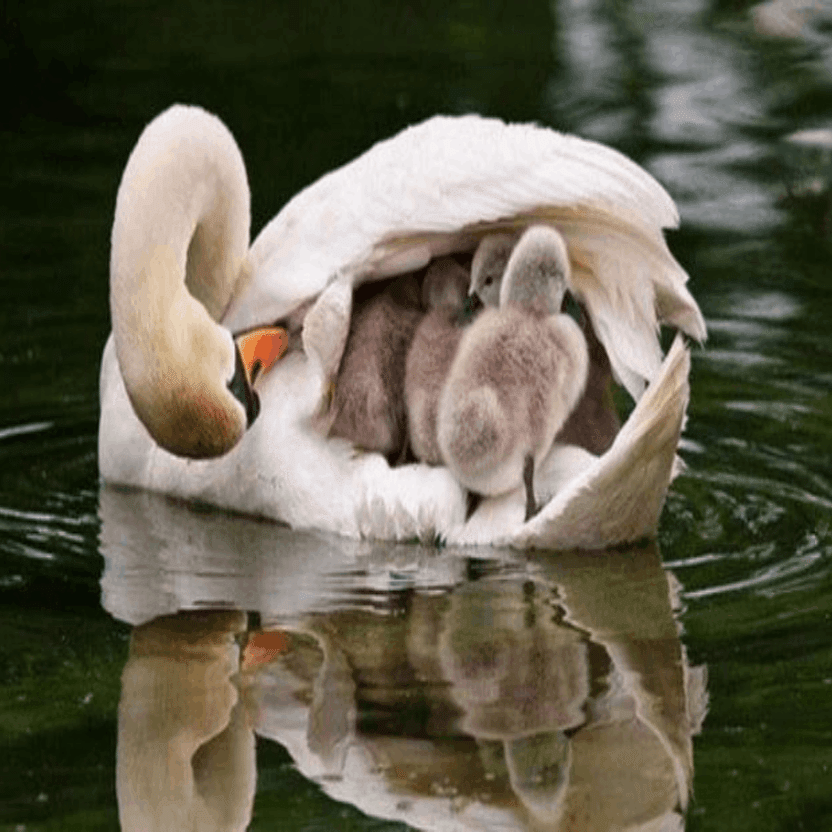 父親の白鳥は、母親が亡くなった後、彼の翼で赤ちゃんを守って育てる