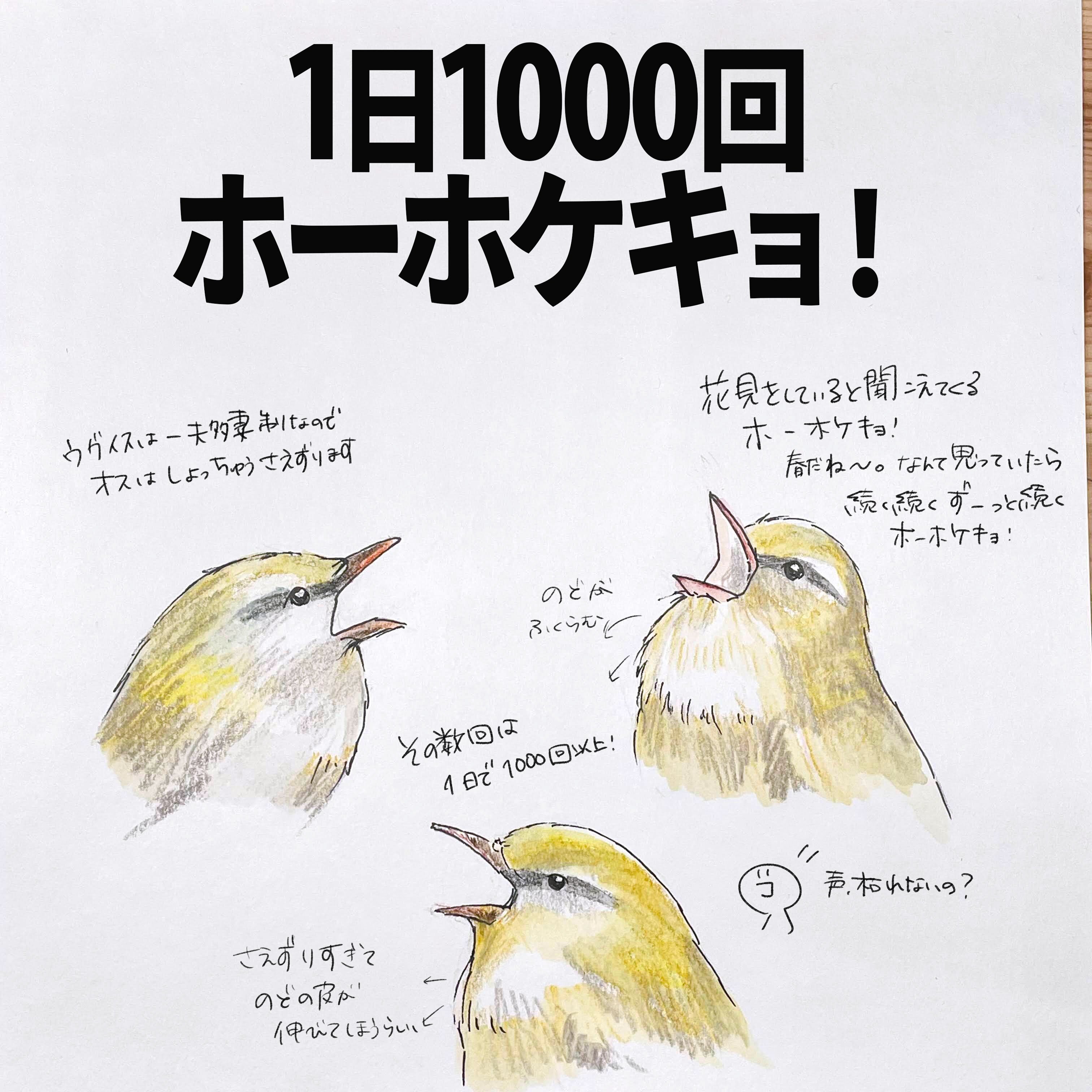 1日1000回ホーホケキョ！｜ウグイス｜くますけ｜自然ガイド・クリエイター
