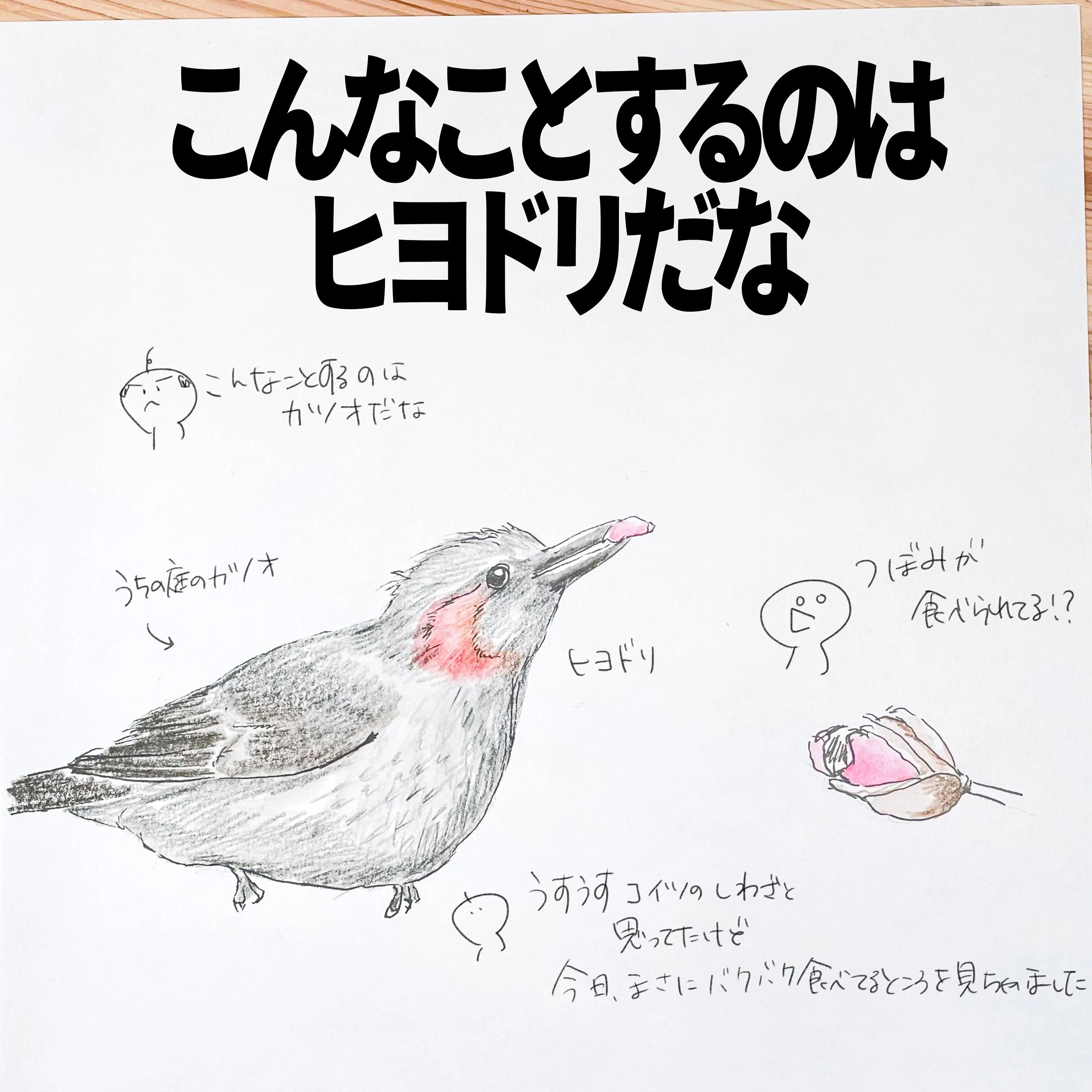 こんなことするのはヒヨドリだな｜くますけ｜自然ガイド・クリエイター