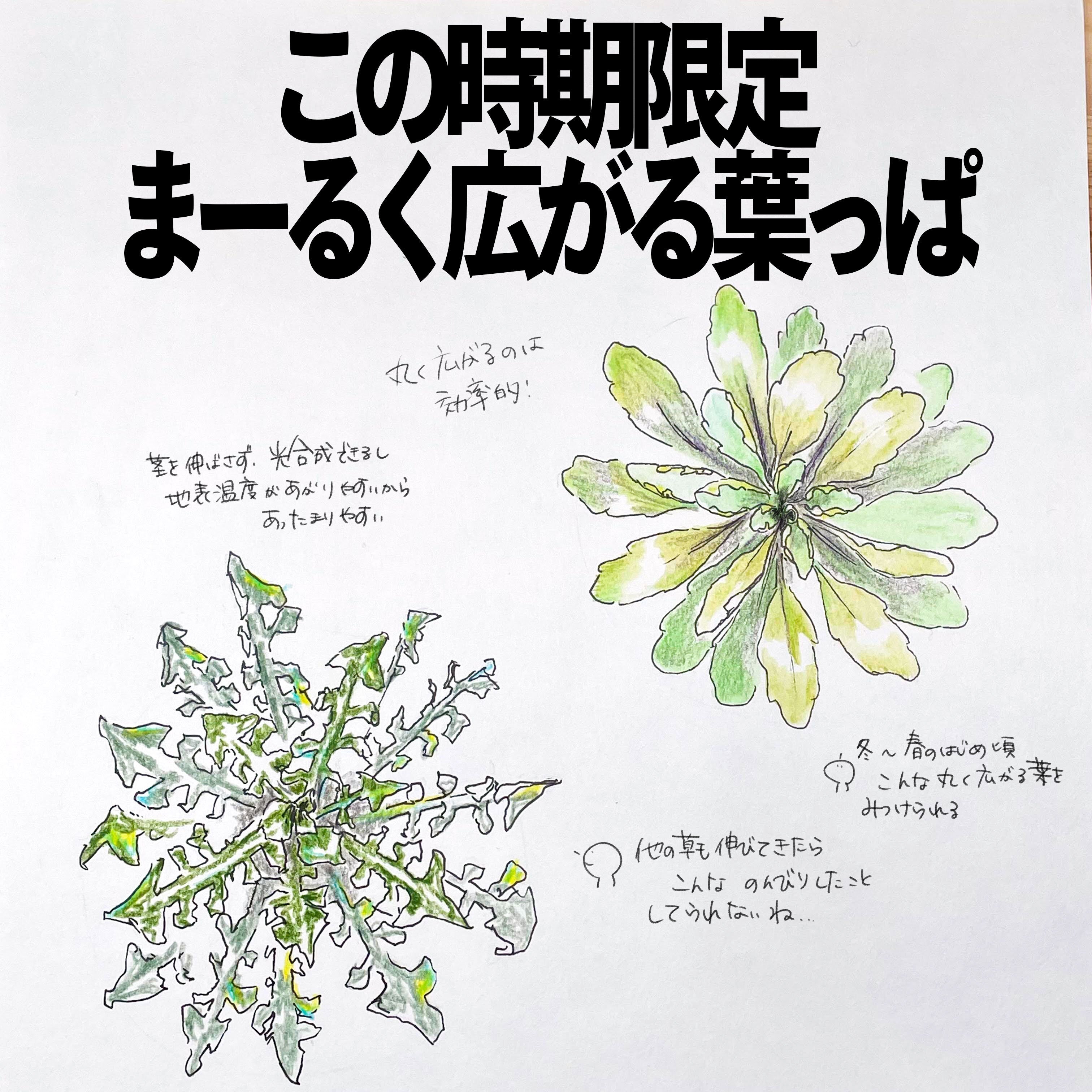 この時期限定まーるく広がる葉っぱ｜ロゼット｜くますけ｜自然ガイド
